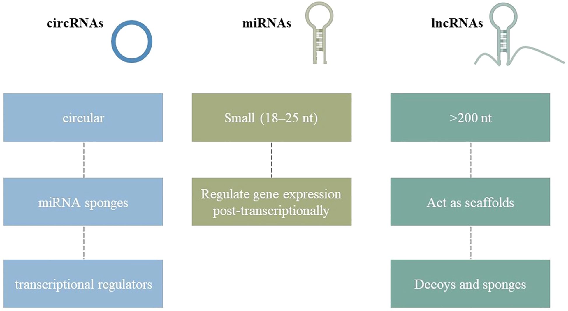 Diagram comparing three RNA types: circRNAs, miRNAs, and lncRNAs. CircRNAs are circular, act as miRNA sponges, and transcriptional regulators. miRNAs are small (eighteen to twenty-five nucleotides) and regulate gene expression post-transcriptionally. lncRNAs are larger than two hundred nucleotides, act as scaffolds, and function as decoys and sponges.