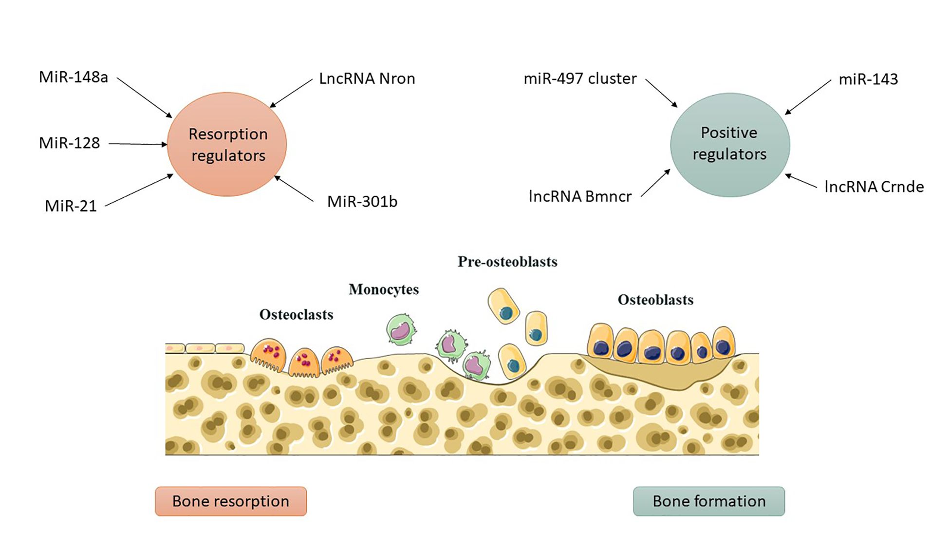 Diagram illustrating bone resorption and formation with regulatory factors. Resorption regulators include miR-148a, miR-128, miR-21, miR-301b, and LncRNA Nron. Positive regulators include LncRNA Bmncr, LncRNA Crnde, miR-497 cluster, and miR-143. The illustration shows osteoclasts, monocytes, pre-osteoblasts, and osteoblasts on bone tissue, highlighting processes of bone resorption and formation.
