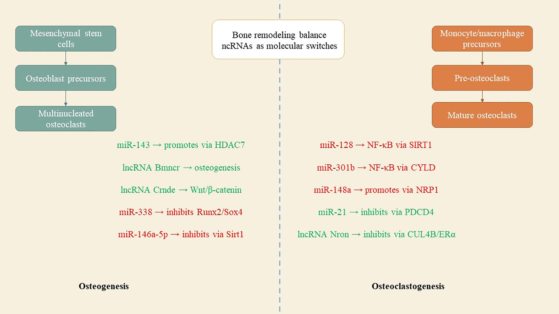Diagram illustrating bone remodeling balance with non-coding RNAs as molecular switches. The left side shows the progression from mesenchymal stem cells to osteoblast precursors to multinucleated osteoclasts, under the label “Osteogenesis.” It lists miRNAs and lncRNAs with their functions, such as miR-143 promoting via HDAC7. The right side shows monocyte/macrophage precursors developing into pre-osteoclasts and mature osteoclasts under “Osteoclastogenesis,” with miRNAs and lncRNAs like miR-128 affecting NF-κB via SIRT1. The descriptions indicate whether they promote or inhibit various pathways.