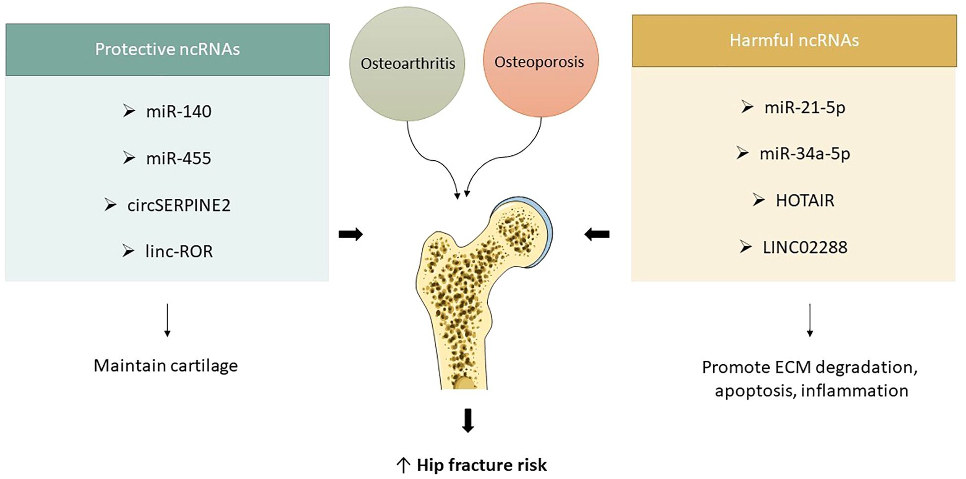 Diagram showing the roles of non-coding RNAs (ncRNAs) in bone health. Protective ncRNAs (miR-140, miR-455, circSERPINE2, linc-ROR) maintain cartilage. Harmful ncRNAs (miR-21-5p, miR-34a-5p, HOTAIR, LINC02288) promote ECM degradation, apoptosis, and inflammation. Osteoarthritis and osteoporosis are linked to increased hip fracture risk.