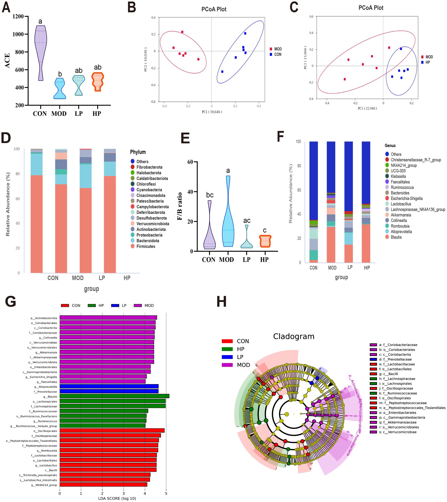 Composite image showing various microbiome data visualizations: (A) Violin plots of ACE index across different groups (CON, MOD, LP, HP). (B and C) PCoA plots indicating sample distribution based on microbiota composition, with separate groupings shown. (D) Bar plot depicting relative abundance of different phyla across groups. (E) Violin plots showing F/B ratio for each group. (F) Bar plot of genus-level relative abundance in each group. (G) LDA score bar chart for taxa distinguishing different groups. (H) Cladogram illustrating taxonomic hierarchy and group differences.