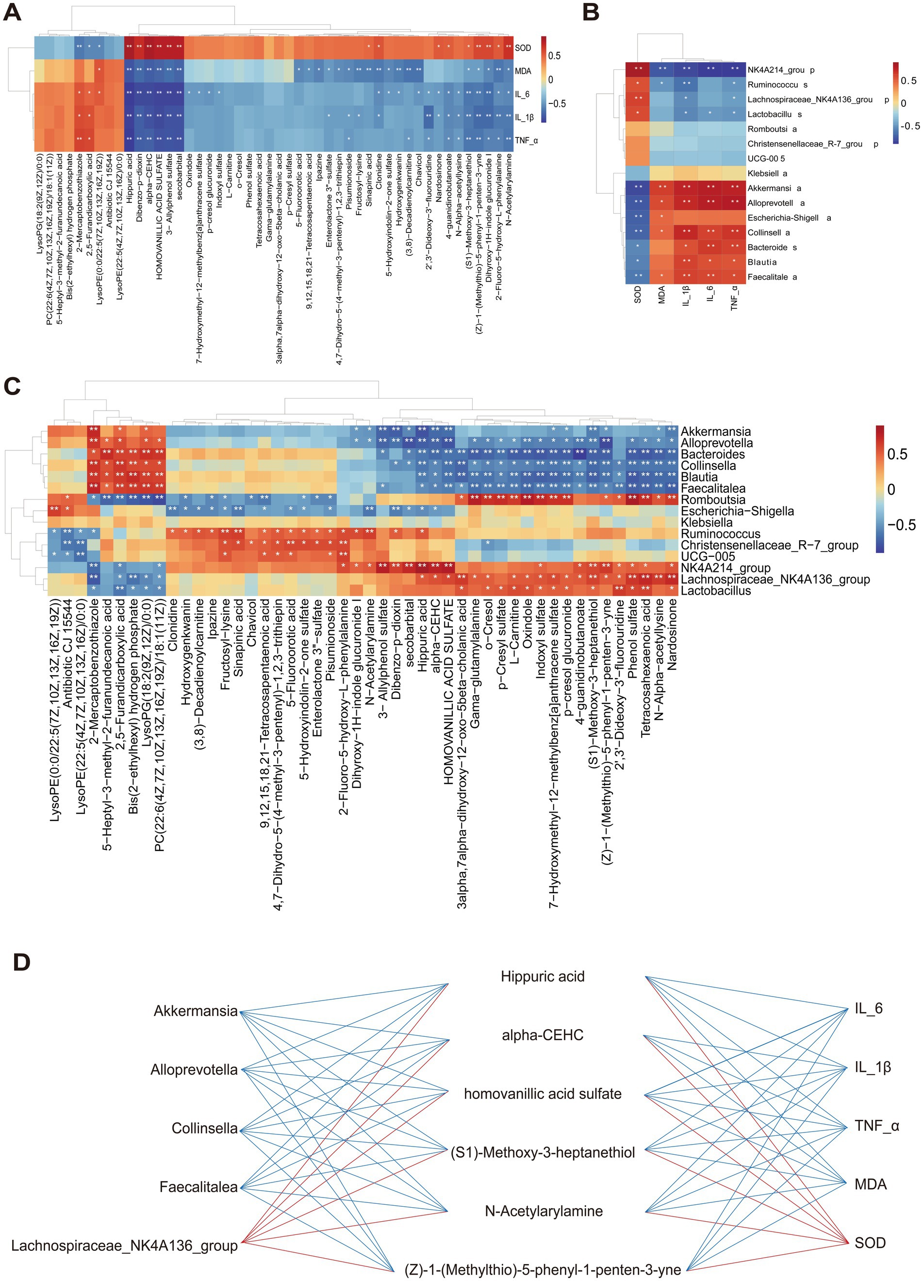 Four panels titled A, B, C, and D depict heatmaps and network diagrams. Panel A shows a heatmap correlating metabolites with inflammatory markers like SOD, MDA, and cytokines IL-6, IL-1β, and TNF-α. Panel B presents a heatmap focusing on bacterial groups and their relationship with the same markers. Panel C is an expanded heatmap correlating various metabolites and bacterial taxa. Panel D shows a network diagram, linking bacterial genera and metabolites to inflammatory markers with blue and red lines indicating positive and negative correlations, respectively. Each panel includes a color gradient legend from 0.5 to -0.5.