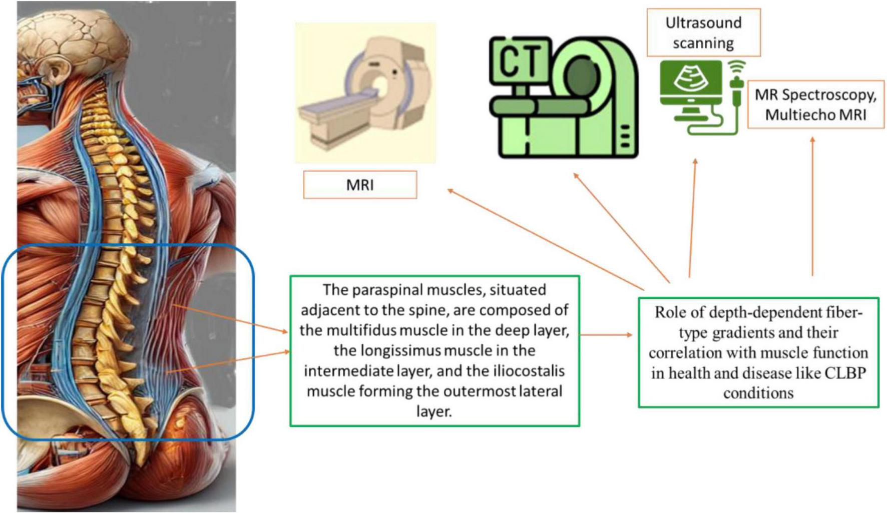 Illustration of the human spine and paraspinal muscles. Includes a detailed view of muscle layers, highlighting the multifidus, longissimus, and iliocostalis muscles. Diagrams of MRI, CT, and ultrasound scanning show methods for examining muscle structure and function. Annotations discuss fiber-type gradients and their relevance in health and chronic low back pain (CLBP) conditions.