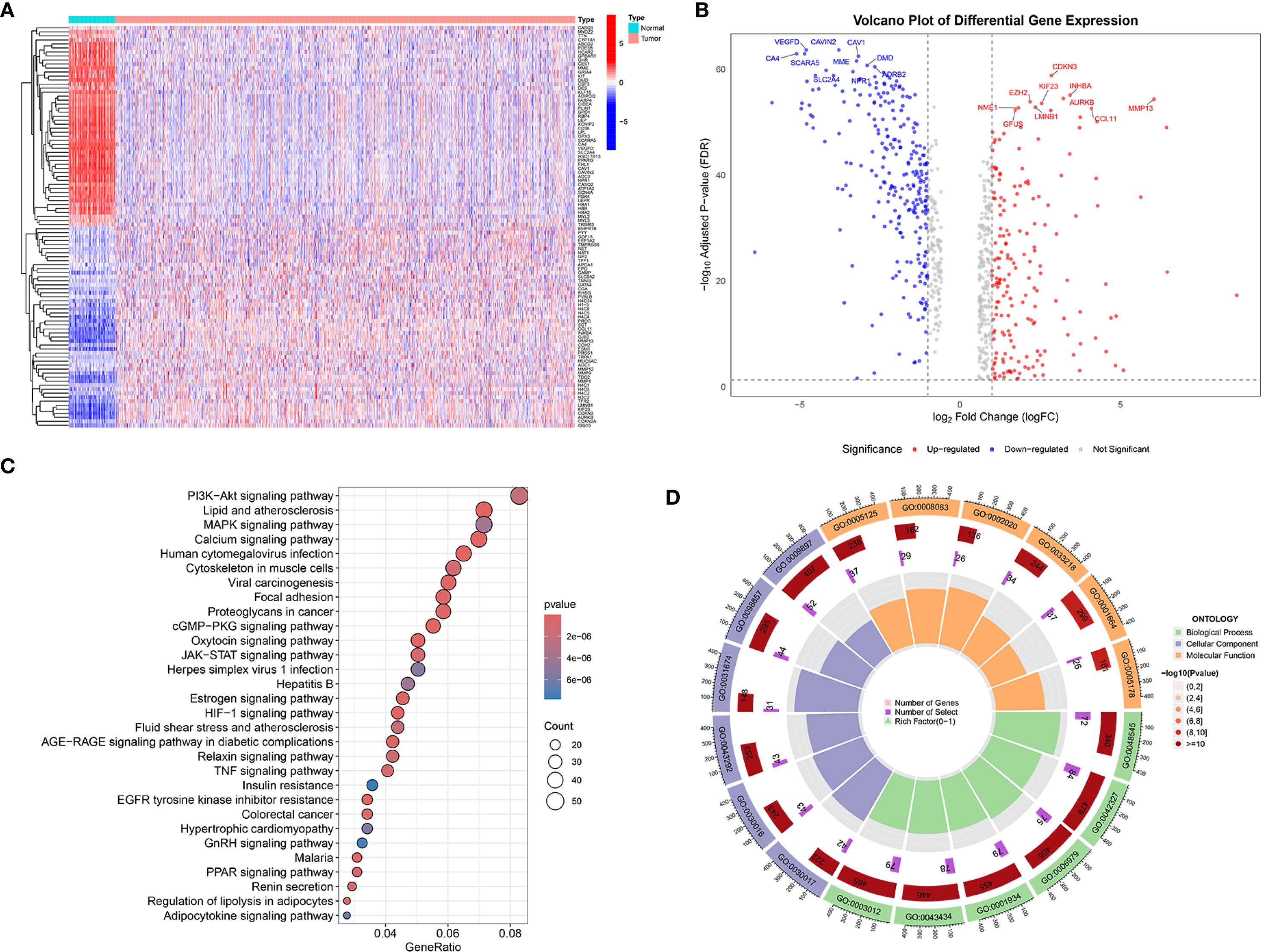 Panel A shows a heatmap of gene expression levels in normal and tumor samples, with red indicating high expression and blue indicating low. Panel B is a volcano plot depicting differential gene expression; red dots indicate up-regulation, blue indicate down-regulation, and gray indicate non-significant genes. Panel C features a bubble chart of enriched pathways, with bubble size reflecting gene count and color indicating p-values. Panel D is a circular plot showing gene ontology classification across biological processes, cellular components, and molecular functions, with varying colors and labels.