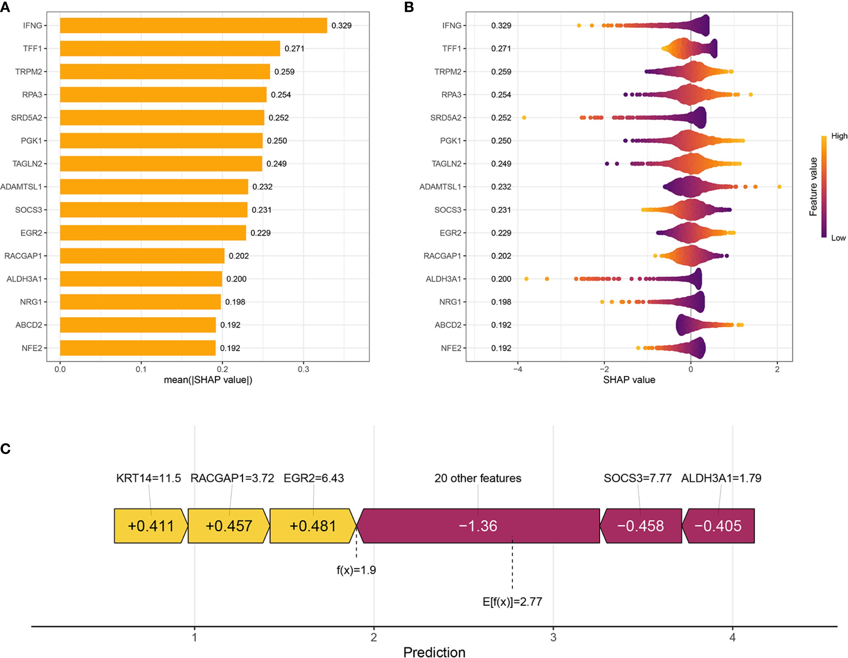 Panel A displays a bar chart ranking features by their mean SHAP values, with IFNG having the highest value at 0.329. Panel B shows a summary plot with SHAP values, where high feature values are in orange and low in purple, again highlighting IFNG at 0.329. Panel C depicts a SHAP explanation graph for model prediction, showing contributions of KRT14, RACGAP1, and EGR2 as positive influences, while SOCS3 and ALDH3A1 have negative impacts, with an expected value of 2.77 and a prediction at 1.9.