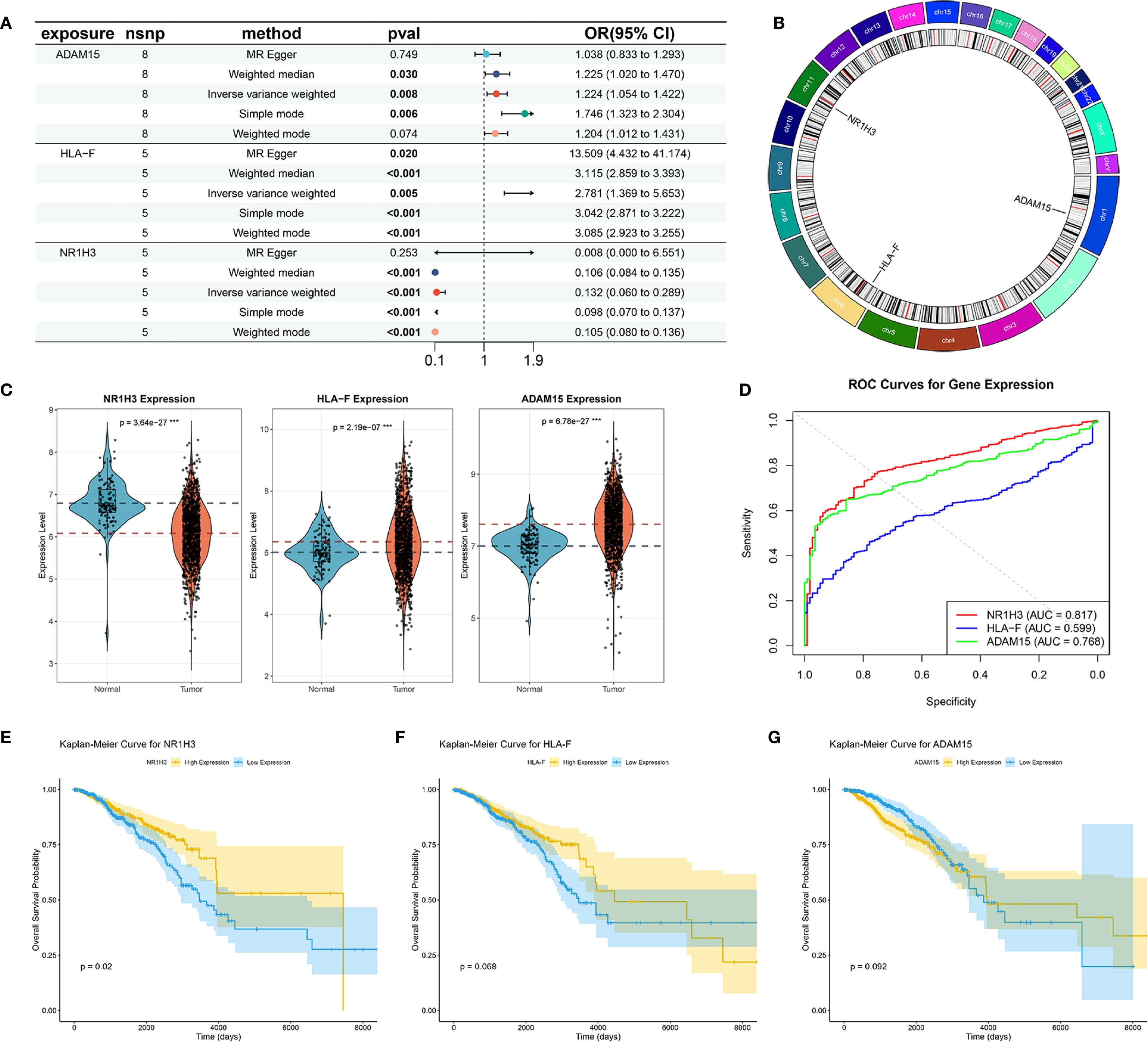 A series of graphs and charts related to gene expression analysis: A) A forest plot showing odds ratios and confidence intervals for different methods and genes, including ADAM15, HLA-F, and NR1H3, with various methods like MR Egger and Inverse Variance Weighted. B) A circular ideogram representing gene locations on chromosomes, highlighting NR1H3, ADAM15, and HLA-F. C) Violin plots comparing expression levels of NR1H3, HLA-F, and ADAM15 between normal and tumor samples, showing significant differences. D) ROC curves for NR1H3, HLA-F, and ADAM15 expression with AUC values. E-G) Kaplan-Meier plots for NR1H3, HLA-F, and ADAM15 showing overall survival probability over time with high and low expression groups.