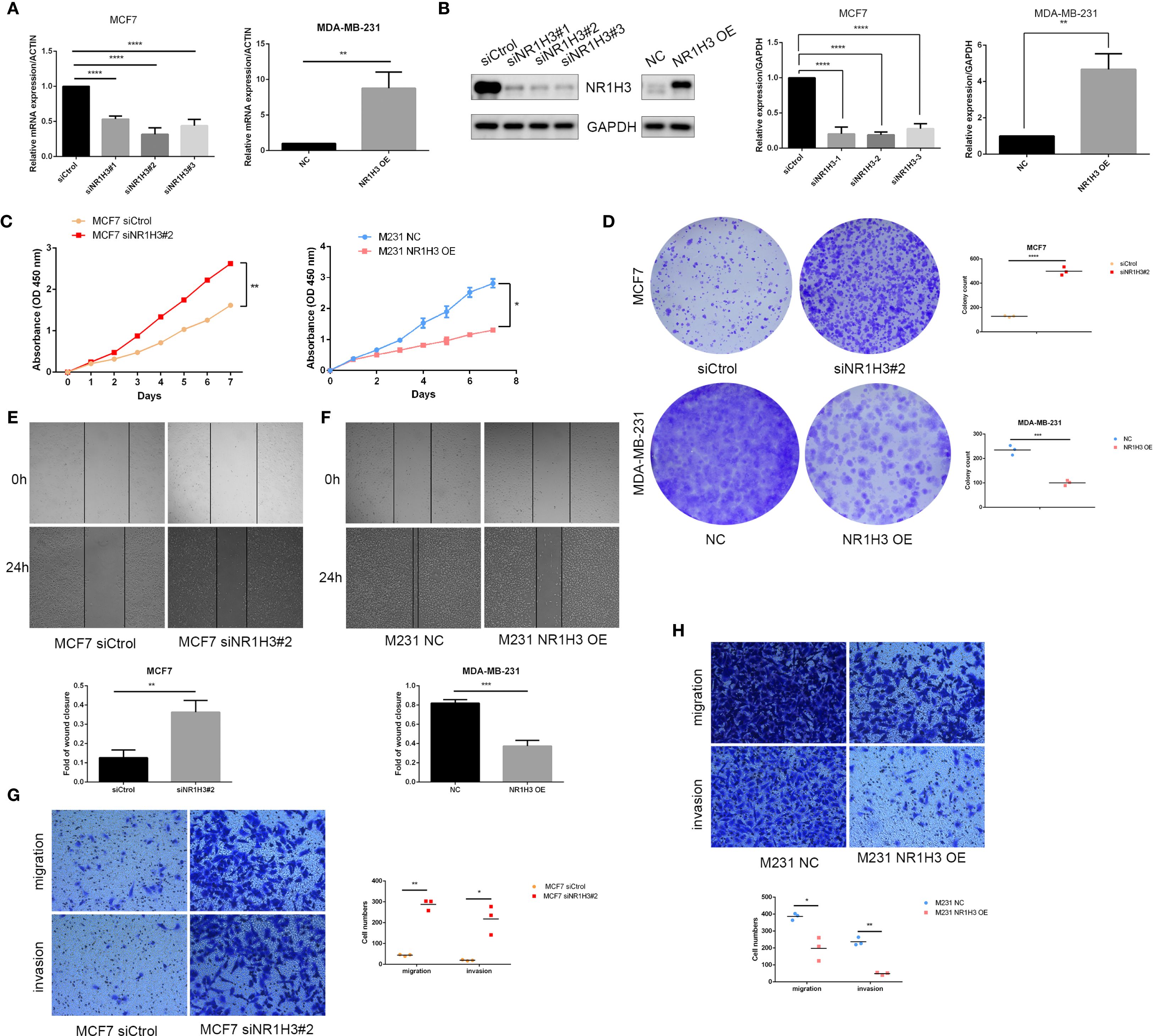 Various scientific charts and images depict data related to NR1H3 gene expression in MCF7 and MDA-MB-231 cell lines. Panels include bar graphs, Western blots, growth curves, colony formation assays, wound healing assays, and migration/invasion assays. Statistical significance is indicated by asterisks, and comparisons are visually analyzed. The images and graphs illustrate the effects of NR1H3 knockdown and overexpression on cell proliferation, gene expression, and cellular behavior.