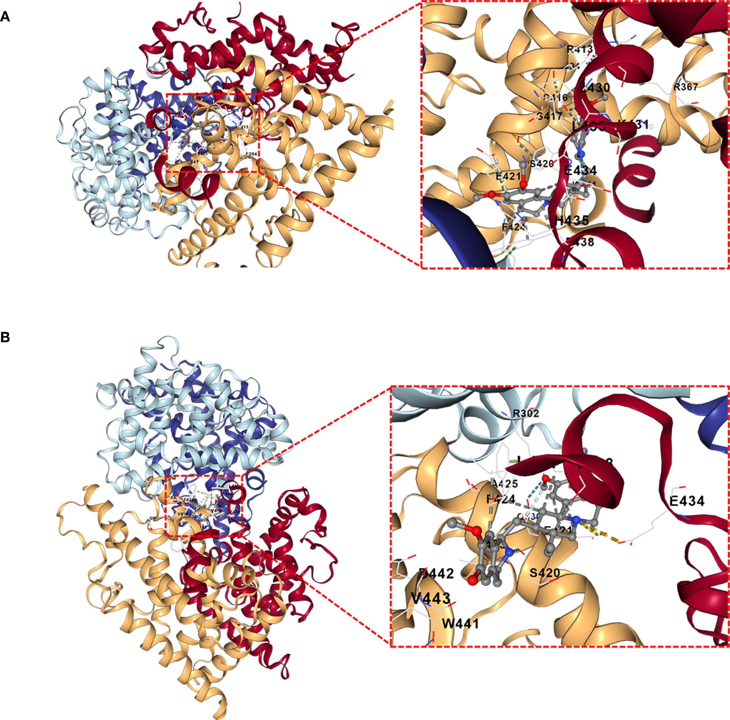 Protein structure diagrams (A and B) highlighting specific interactions. Both structures show ribbon models with color-coded chains: light blue, purple, orange, and red. Enlarged insets focus on interactions between amino acids, with labels like R302, F421, E434, and W441. Red lines connect the main structures to the detailed sections.