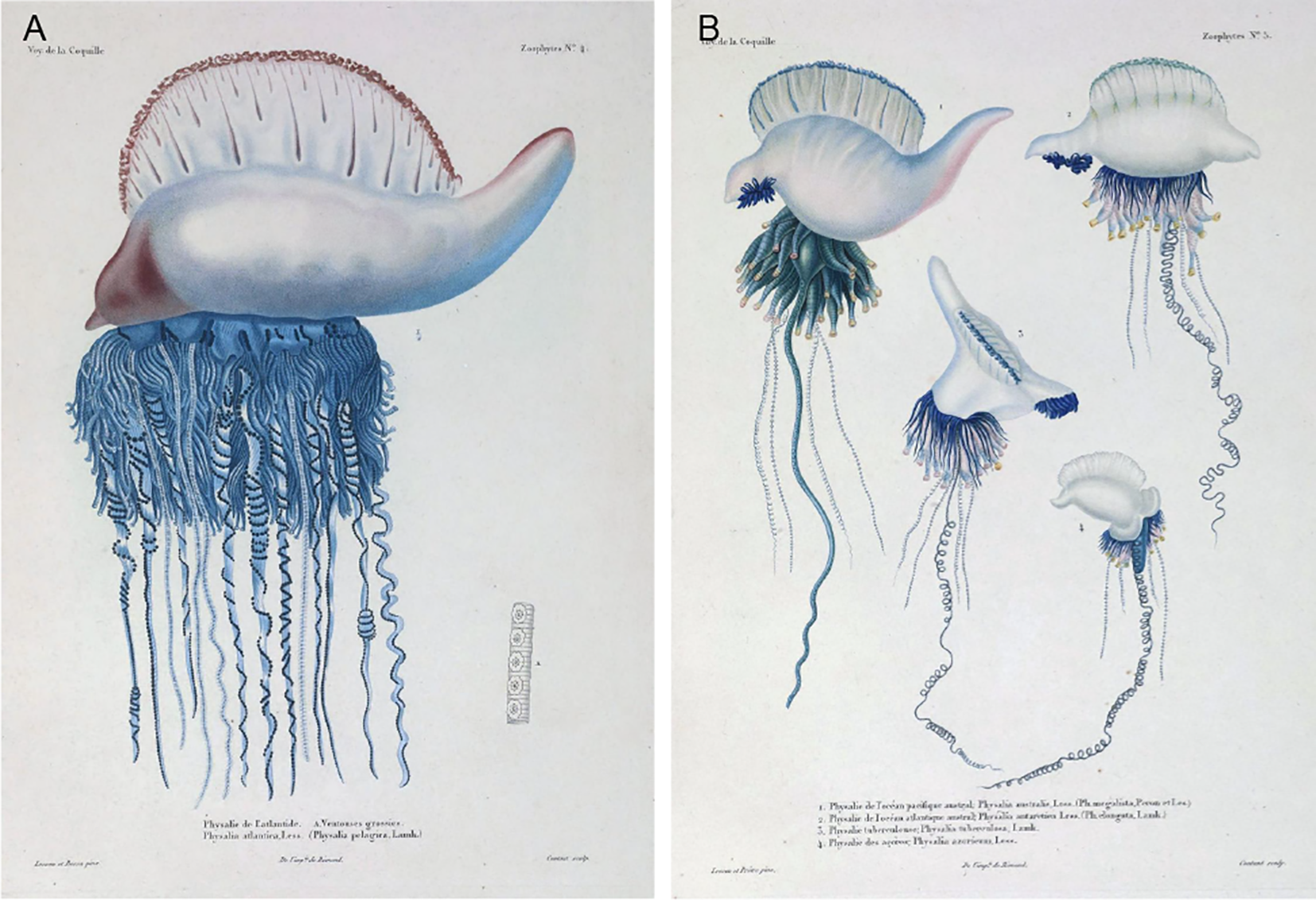 Illustration of Portuguese man o' war jellyfish. On the left, a large specimen with a prominent float and long, trailing tentacles. On the right, multiple smaller specimens showcasing variation in size and tentacle arrangement. The background is plain, emphasizing the marine creatures.
