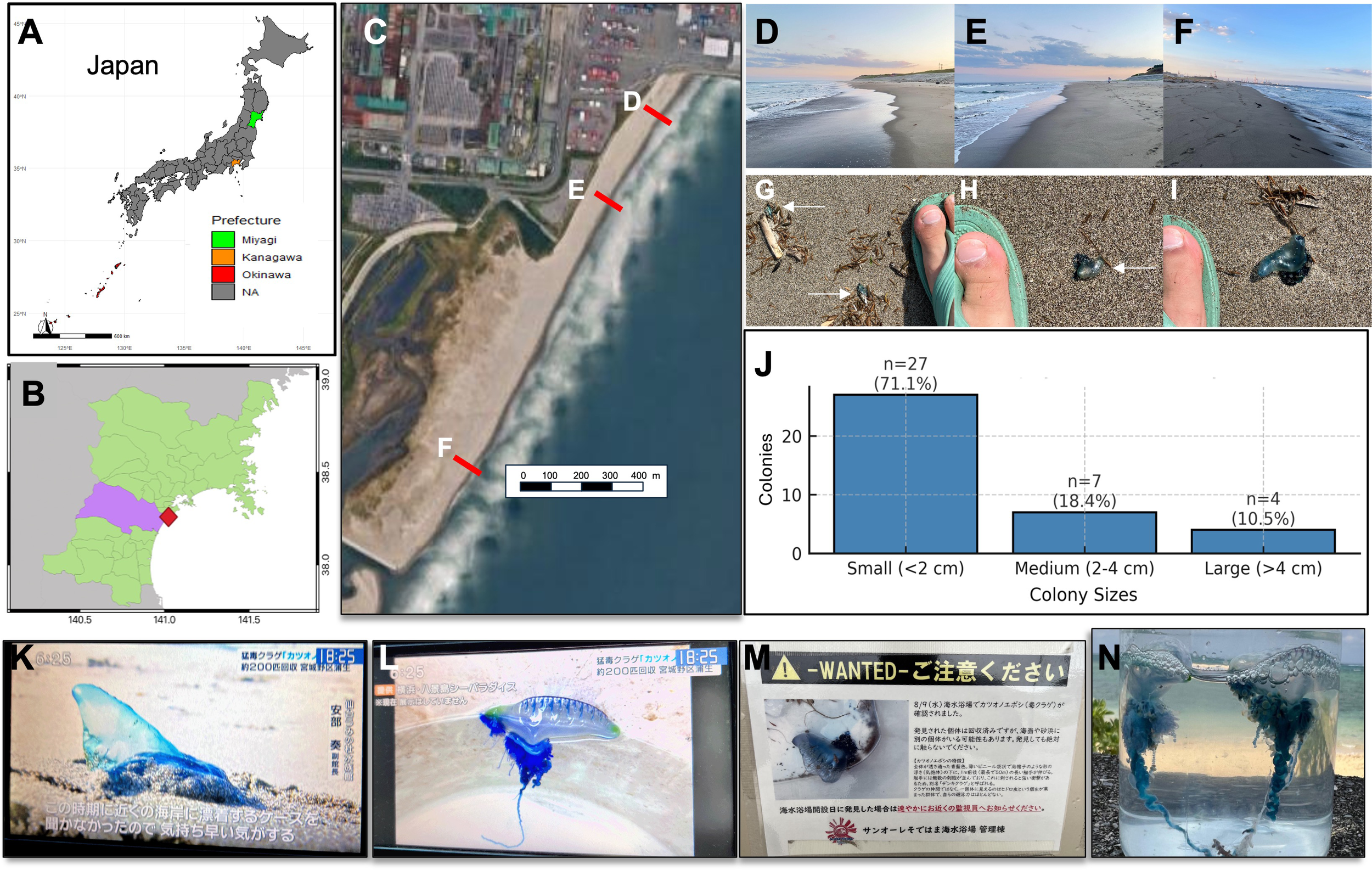 Map and data visualization depicting locations and distribution of colonies, alongside photographs of a beach and marine life. The maps in A and B highlight specific areas in Japan. Satellite image C shows a beach with marked locations. Photos D to I capture different beach sections and close-ups of Portuguese man o' war jellyfish near a foot. Chart J illustrates colony size distribution, predominately small. Images K to N show a Portuguese man o' war jellyfish news and related informational signage.