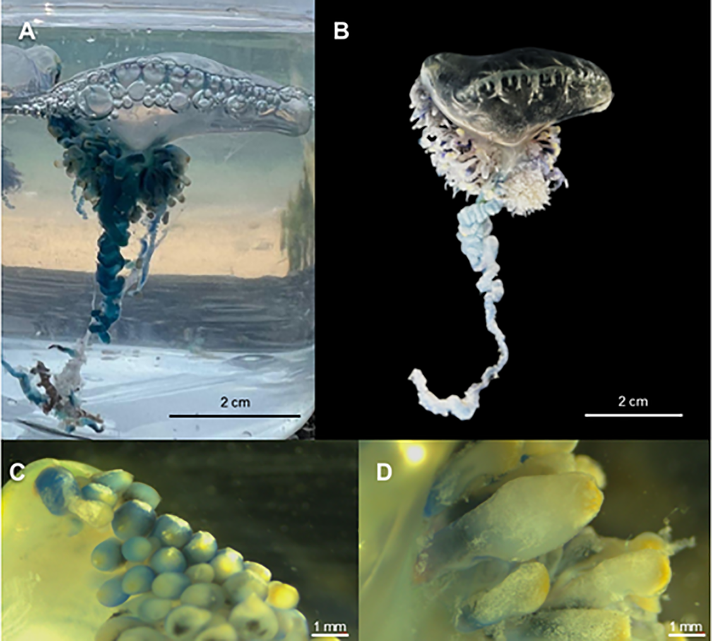 Four images labeled A, B, C, and D. A: A Portuguese man o' war in water, viewed from the side, showing a translucent float and blue tentacles. B: A Portuguese man o' war against a dark background, displaying its prominent float and extended tentacles. C: Close-up of blue, bubble-like structures on tentacles. D: Close-up of tentacles with beige, elongated structures. Each image has a scale bar for size reference.