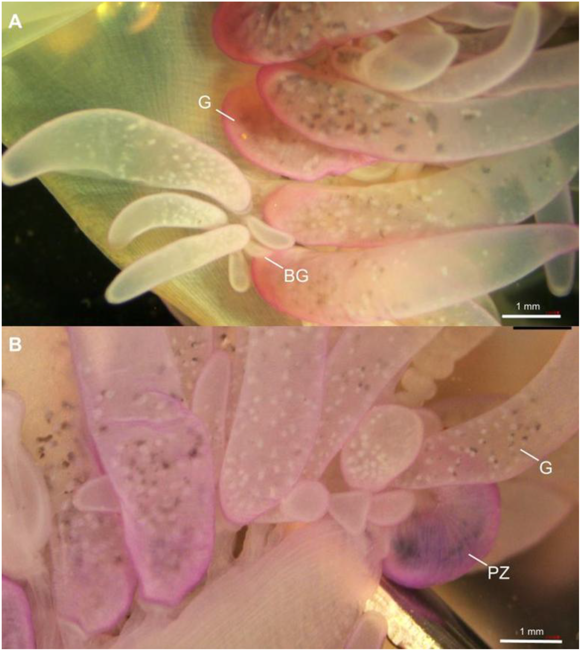 Close-up images of Posterior zone of Portuguese man o' war jellyfish. Panel A shows elongated, translucent pink structures labeled G and BG, indicating different types of mature and budding gastrozooid. Panel B highlights similar structures labeled G and PZ, showing detailed highlighting the protozooid. Both images include scale bars of one millimeter for size reference.
