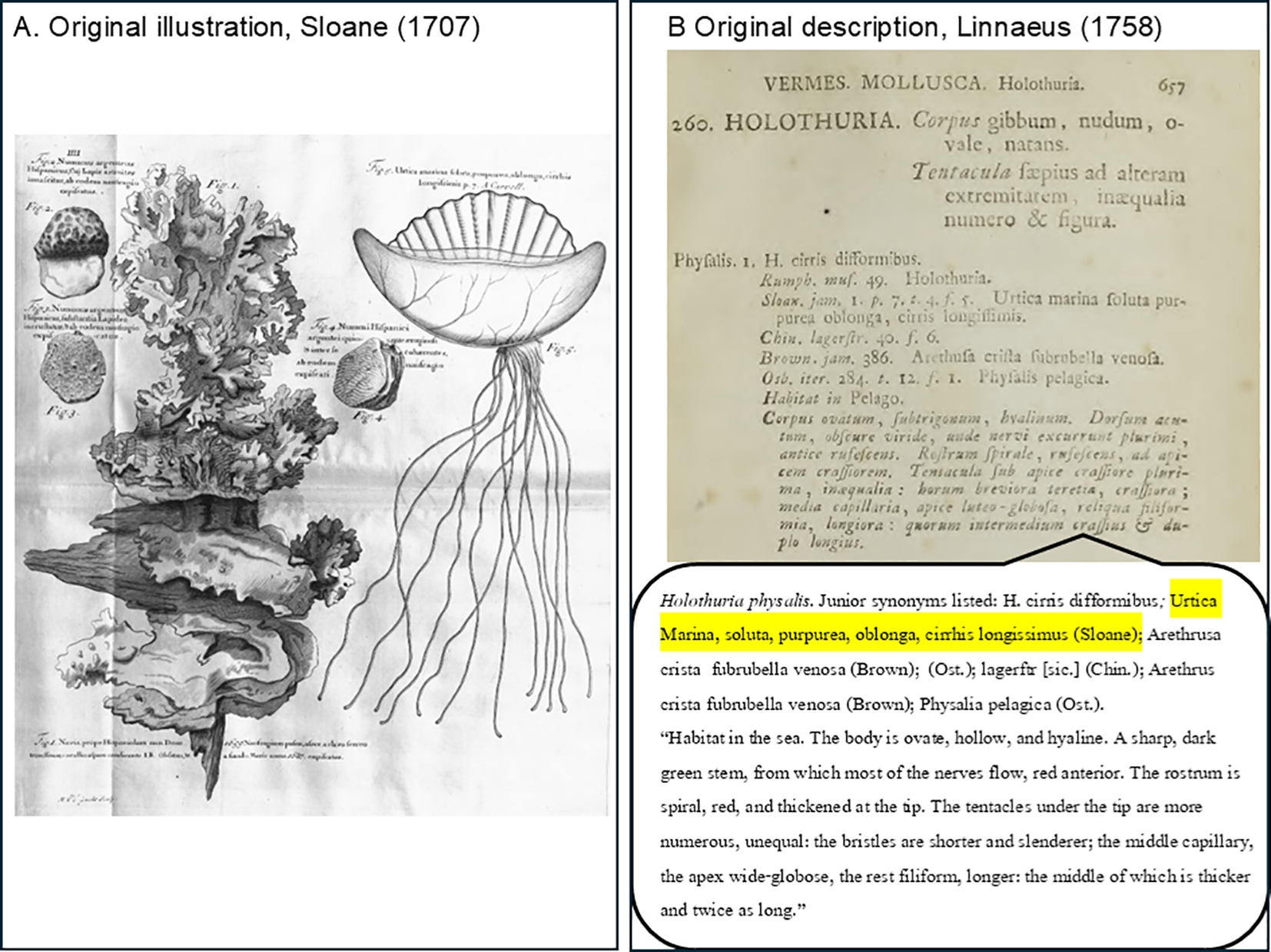 Panel A shows an original illustration by Sloane from 1707, featuring a detailed depiction of marine life, including coral formations and a jellyfish with long tentacles. Panel B presents an original description by Linnaeus from 1758, highlighting the species Holothuria physalis and its synonyms, along with a detailed habitat description, emphasizing its ovate body and tentacle structure.