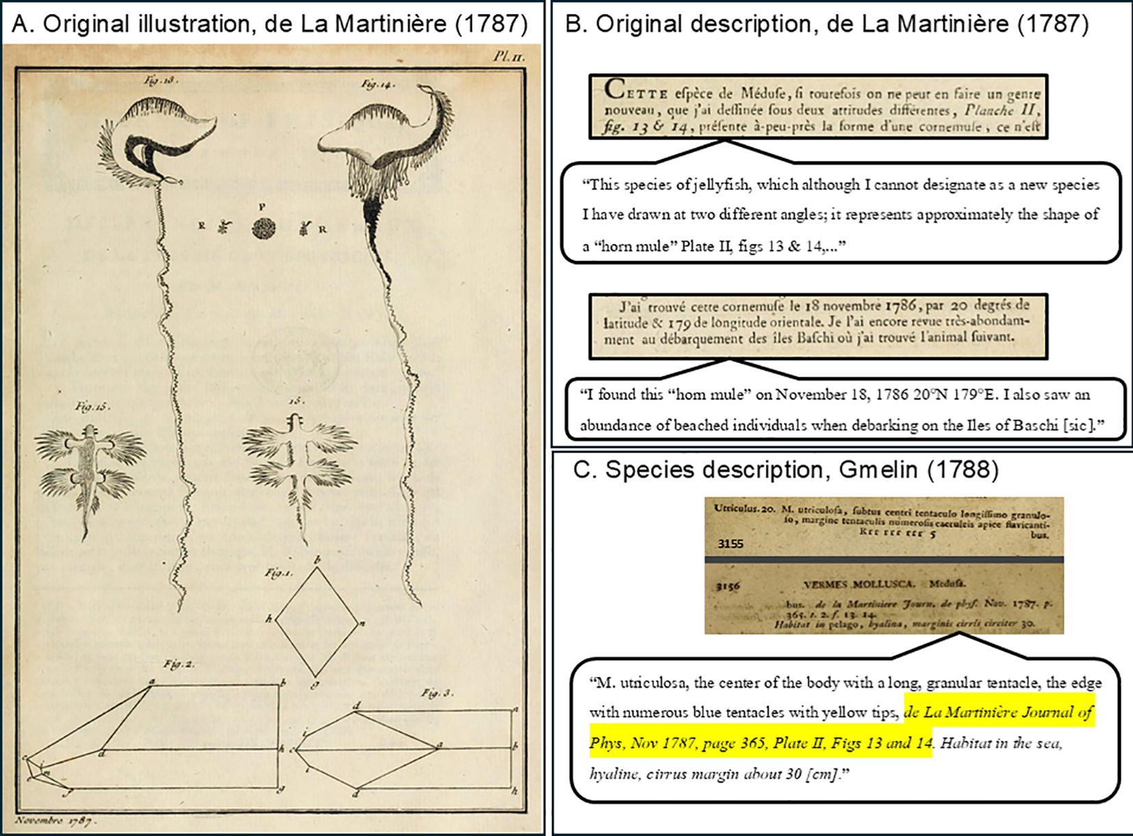 Illustration and text excerpts from De La Martinière (1787) and Gmelin (1788) detailing a species. Panel A depicts an original illustration of jellyfish figures labeled Fig. 13 and 15. Panel B contains translated descriptions, classifying this as a “horn mule” and noting its discovery in 1786. Panel C cites species descriptions mentioning blue tentalcles with yellow tips.