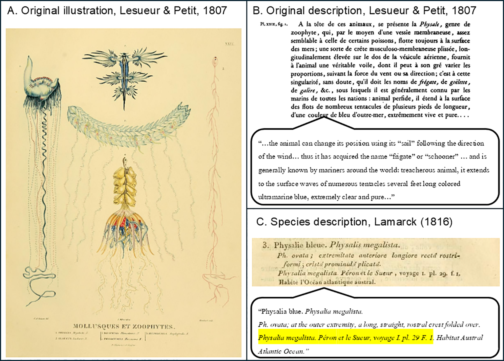 Illustration and descriptions of Physalia, depicted by Lesueur and Petit in 1807. The image shows a detailed drawing of Physalia megalista with multiple organism's anatomy that have kleptoparrasitic relationship with Physalia. Text panels provide original descriptions and species information by Lesueur, Petit, and Lamarck, highlighting characteristics like its sail structure and vibrant ultramarine blue tentacles.