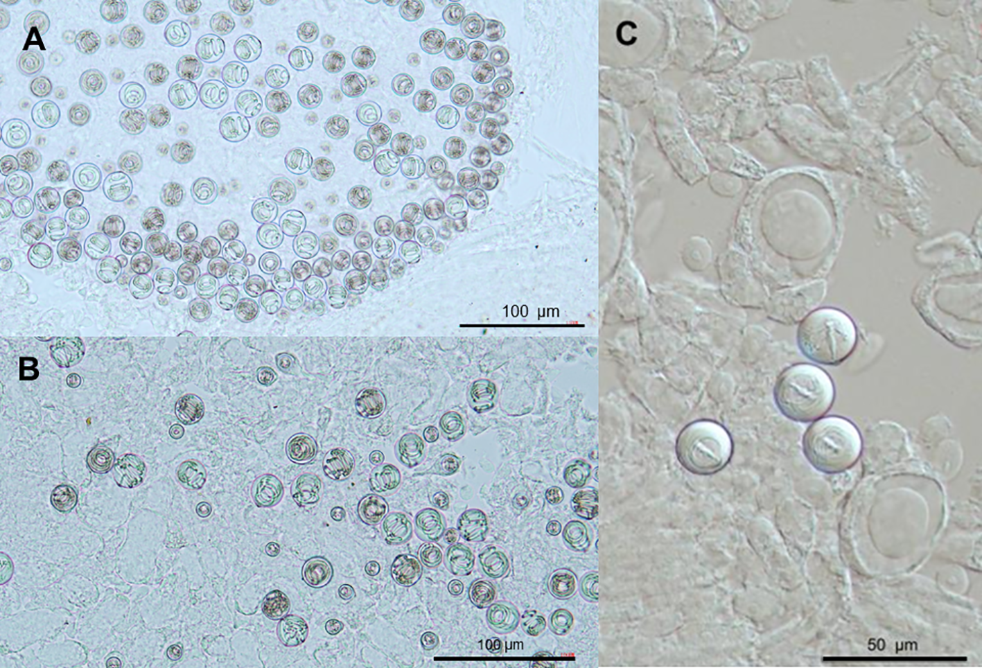 Microscopic images labeled A, B, and C show Nematocyst types observed in different regions of the Physalia mikazuki sp. nov. colony. Image A shows a dense cluster of Two distinct size classes of isorhiza nematocysts isolated from principal tentacles. Image B displays Two distinct size classes of isorhiza nematocysts isolated from secondary tentacles. Image C focuses on Stenotele nematocysts located in the palpon region of the gonodendron.
