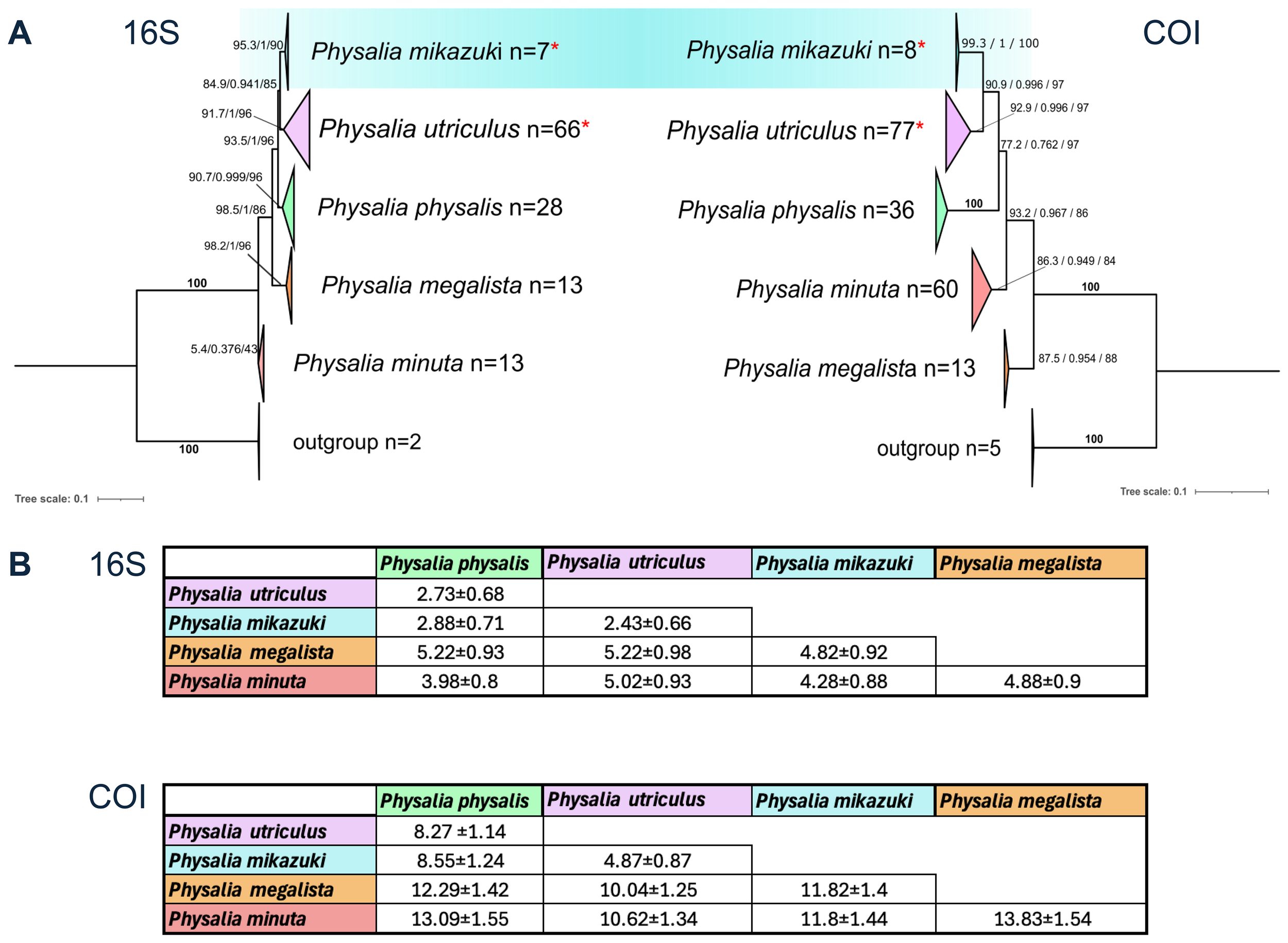 Composite image featuring two diagrams. Diagram A displays two phylogenetic trees for 16S and COI genes, illustrating relationships among Physalia species, including P. mikazuki, P. utriculus, P. physalis, P. megalista, and P. minuta, with branch support values. Diagram B shows tables of genetic divergences among the same species for 16S and COI genes, detailing numerical differences for each pair. Both diagrams include outgroups.