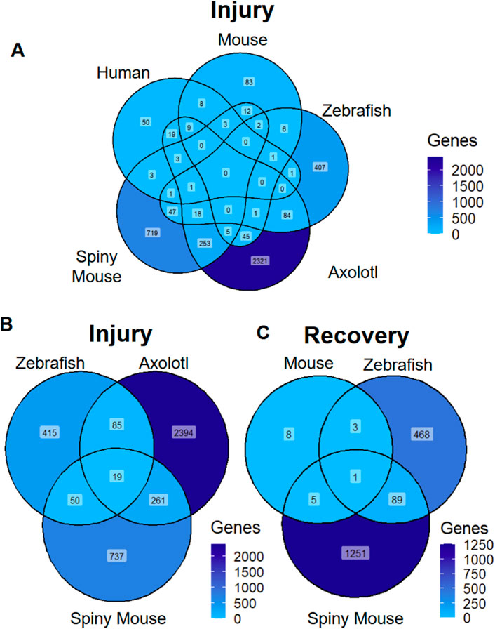 Three Venn diagrams compare gene expression in different species during injury and recovery. Diagram A shows overlap among humans, mice, zebrafish, axolotls, and spiny mice during injury. Diagram B illustrates gene overlap among zebrafish, axolotls, and spiny mice during injury. Diagram C presents gene overlap among mice, zebrafish, and spiny mice during recovery. Each diagram uses a color gradient indicating gene count, ranging from light blue (fewer genes) to dark blue (more genes).