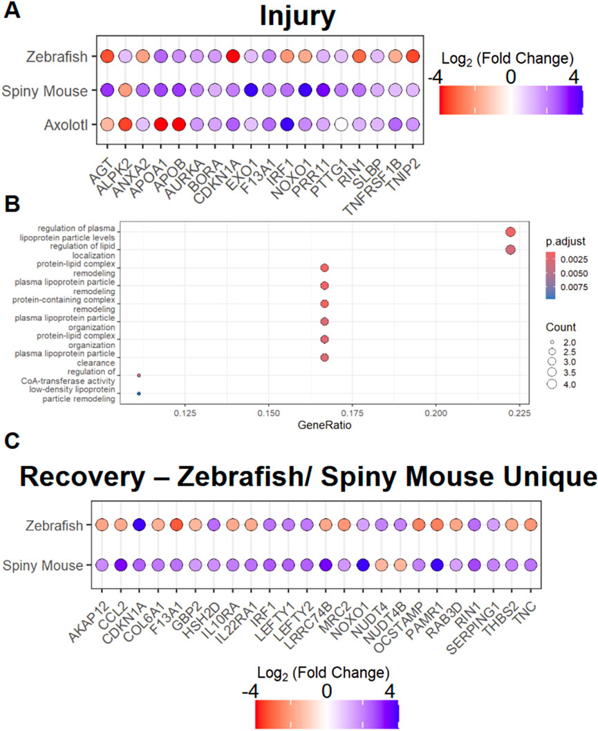 Panel A shows a dot plot of gene expression changes during injury across zebrafish, spiny mouse, and axolotl with color indicating fold change from -4 to 4. Panel B presents a dot plot of GeneRatio against the regulation of lipid-related processes with color showing p-adjusted values. Panel C illustrates a dot plot of gene expression changes during recovery unique to zebrafish and spiny mouse, with fold change indicated by color ranging from -4 to 4.