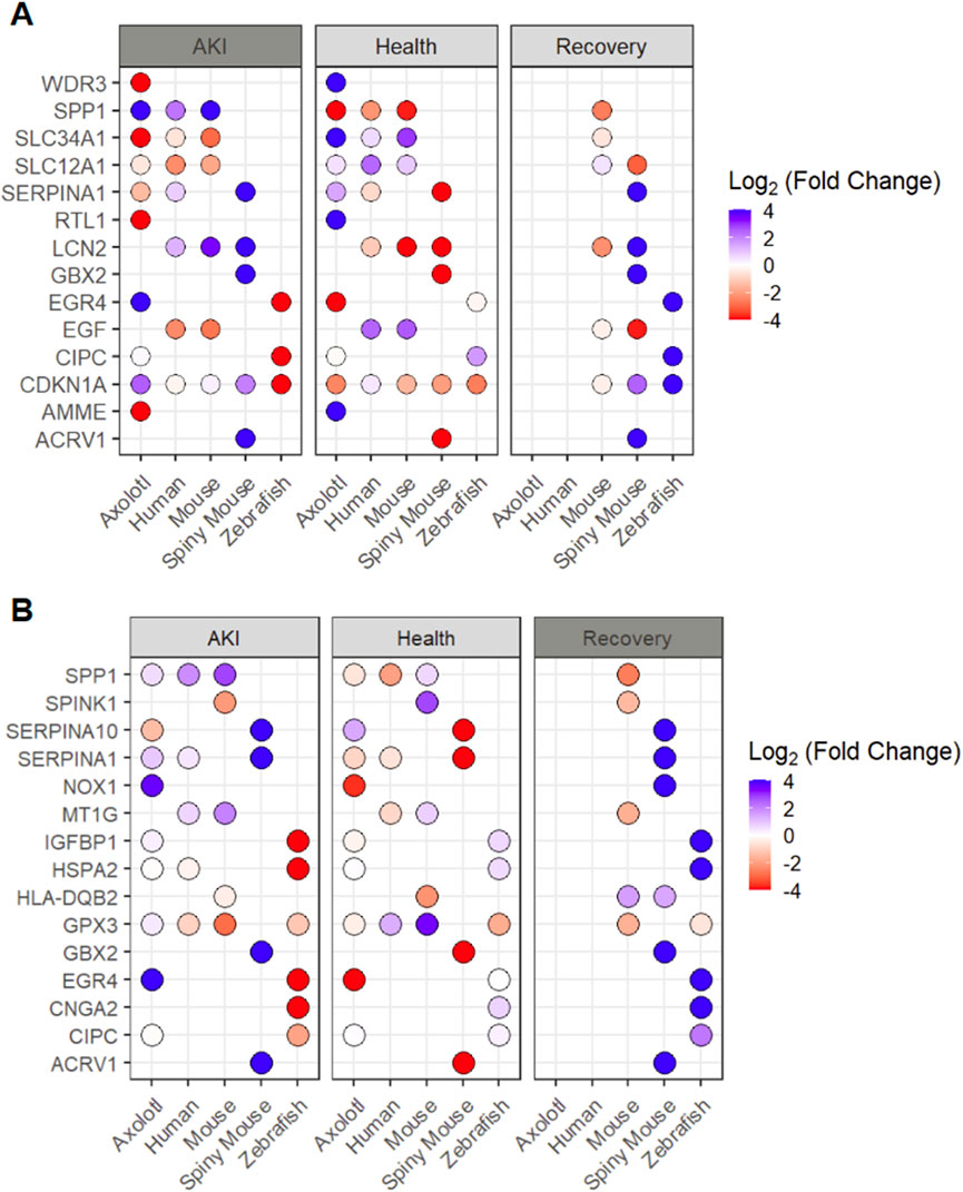Two panels, A and B, show dot plots of gene expression changes across different species: axolotl, human, mouse, spiny mouse, and zebrafish. The plots are divided into three stages: AKI, health, and recovery. Each dot represents the log2 fold change in gene expression, color-coded from blue (increase) to red (decrease). Panel A includes genes like WDR3 and SPP1, while panel B highlights SPP1 and SPINK1.