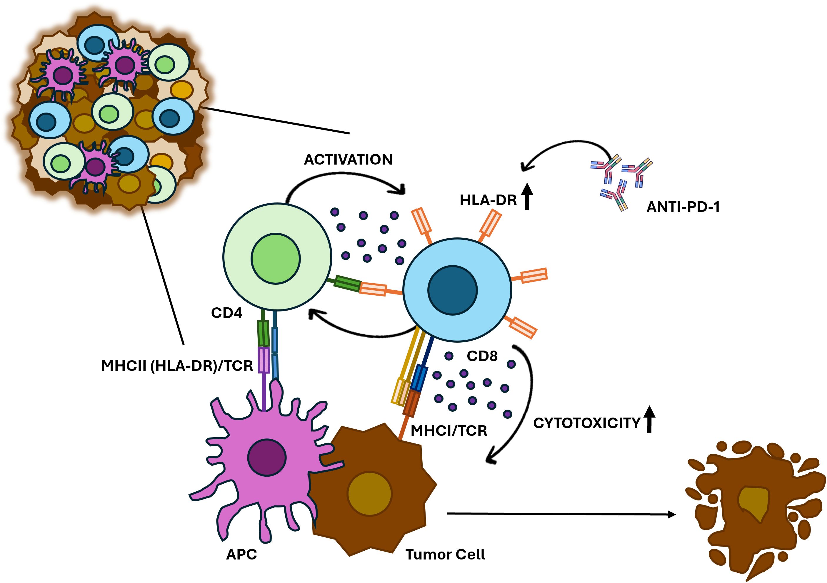Diagram illustrating the immune cell interactions with a tumor cell. CD4 and CD8 T cells, activated by antigen-presenting cells (APC) via MHCII and MHCI complexes, lead to increased HLA-DR expression. The anti-PD-1 antibody is shown interacting to enhance cytotoxic activity against the tumor cell.