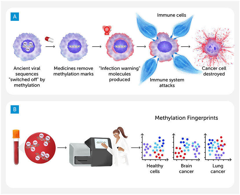 Diagram with two parts labeled A and B. Part A shows a sequence where ancient viral sequences are “switched off” by methylation, medicines remove methylation marks, leading to the production of infection warning molecules. This triggers immune cells to attack, destroying cancer cells. Part B illustrates a process where a blood sample is analyzed by a technician, resulting in methylation fingerprints. Graphs depict patterns for healthy cells, brain cancer, and lung cancer.