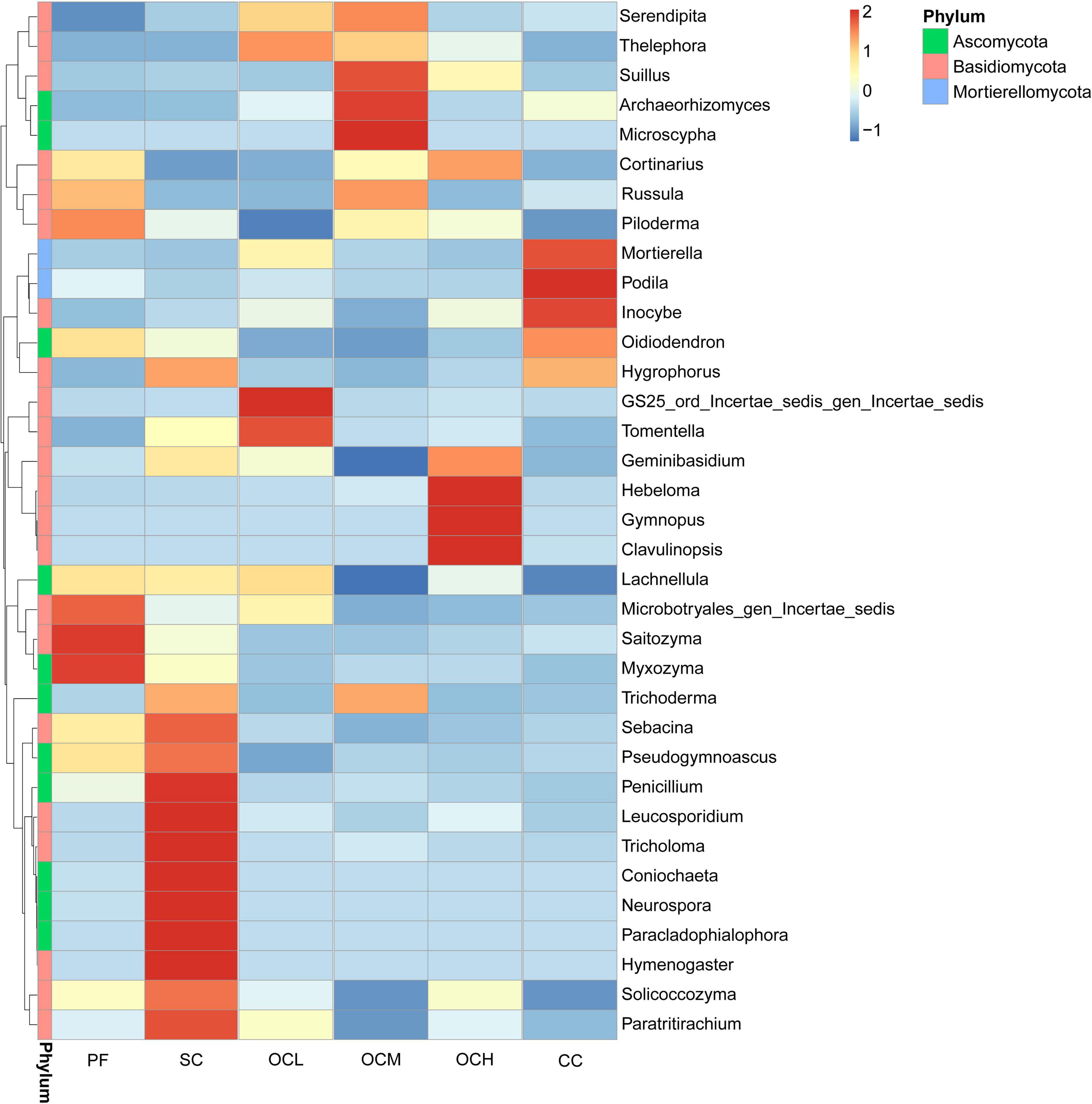 Heatmap depicting the abundance of different fungal genera across various samples labeled PF, SC, OCL, OCM, OCH, and CC. Color intensity ranges from blue (lower abundance) to red (higher abundance), indicating the abundance level. The right color key and phylum labels show Ascomycota (red), Basidiomycota (green), and Mortierellomycota (blue). Fungal genera listed on the right include Serendipita, Thelephora, and others, with hierarchical clustering dendrograms on the left.