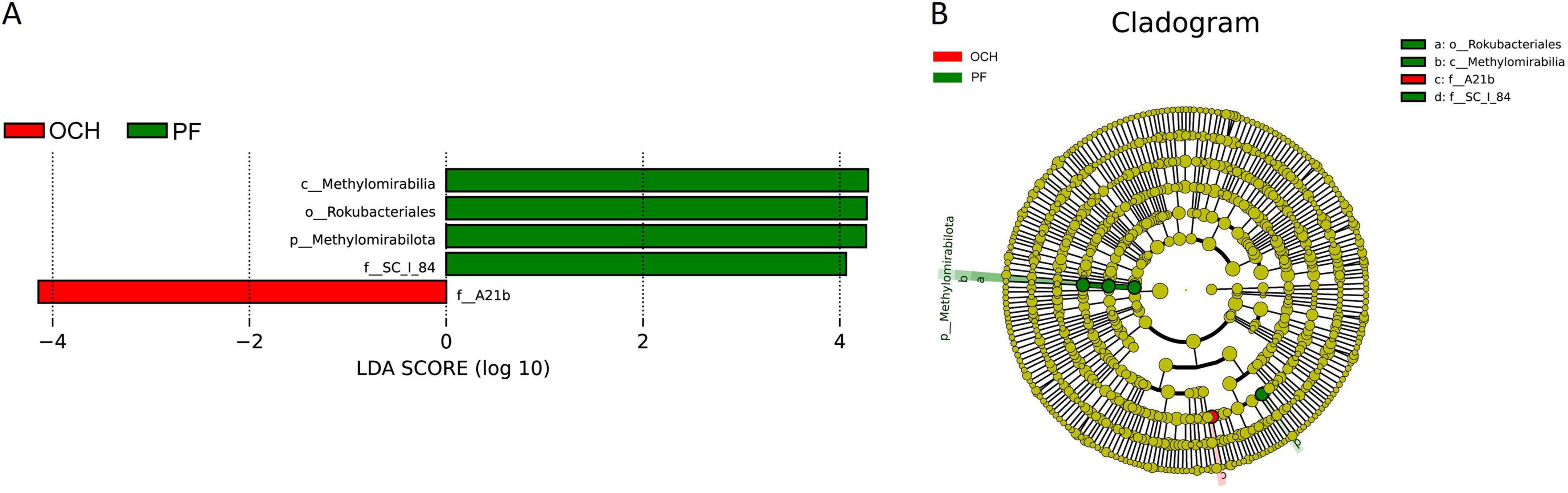 Bar chart and cladogram illustrate microbial communities. In part A, the bar chart shows LDA scores for microbial taxa in two groups: OCH (red) and PF (green). Taxa such as f_A21b (red) and others (green) are differentiated. In part B, the cladogram graphically represents the phylogenetic relationships of these taxa, with colored nodes corresponding to the same groups: OCH and PF.