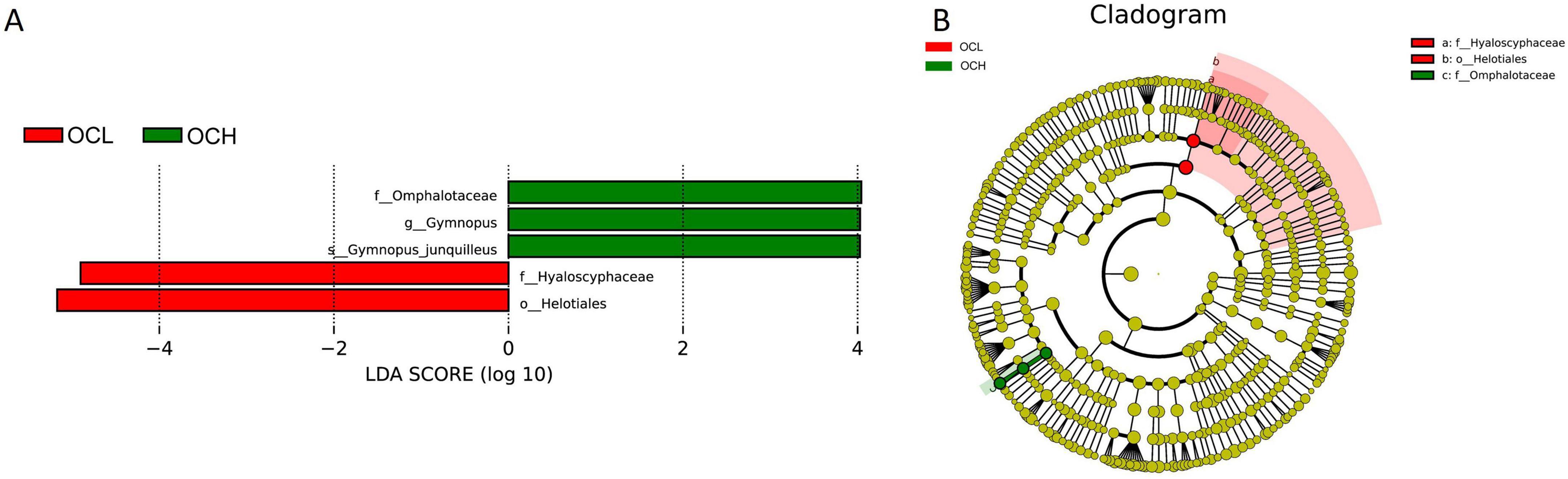 Graph A shows an LDA score chart comparing OCL (red) and OCH (green) groups with labeled taxa. Graph B displays a cladogram highlighting specific taxa with OCL in red and OCH in green.