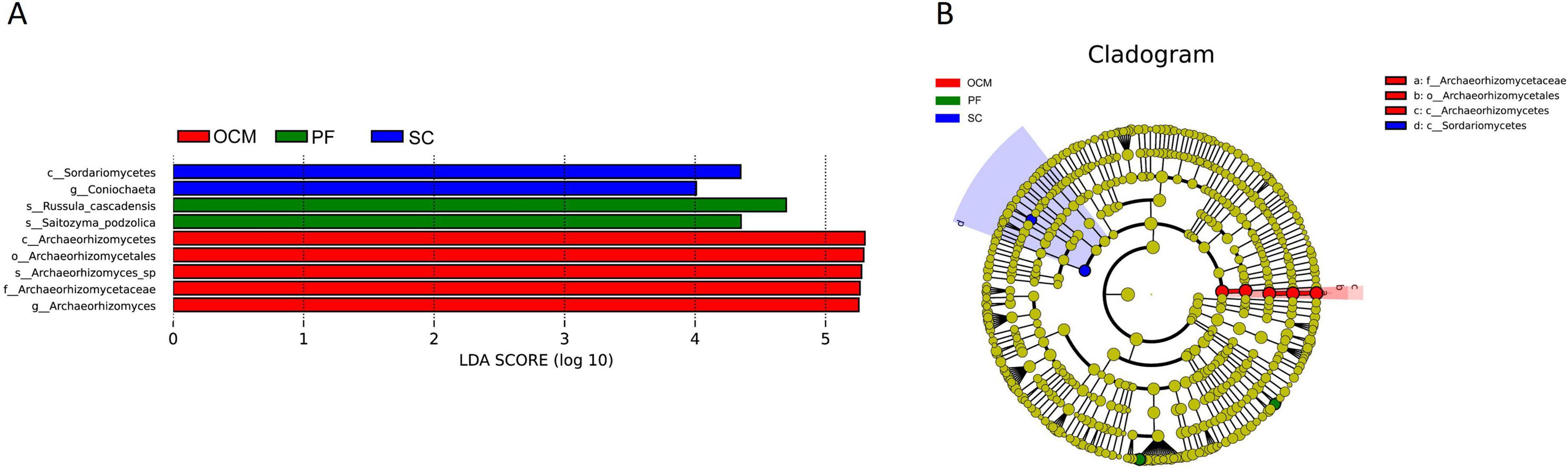 Panel A shows a horizontal bar chart representing LDA scores (log 10) for different taxonomic groups with OCM (red), PF (green), and SC (blue) categories. Panel B is a cladogram illustrating the phylogenetic relationships among the same groups, with highlighted sections in red, green, and blue corresponding to the categories from the bar chart.