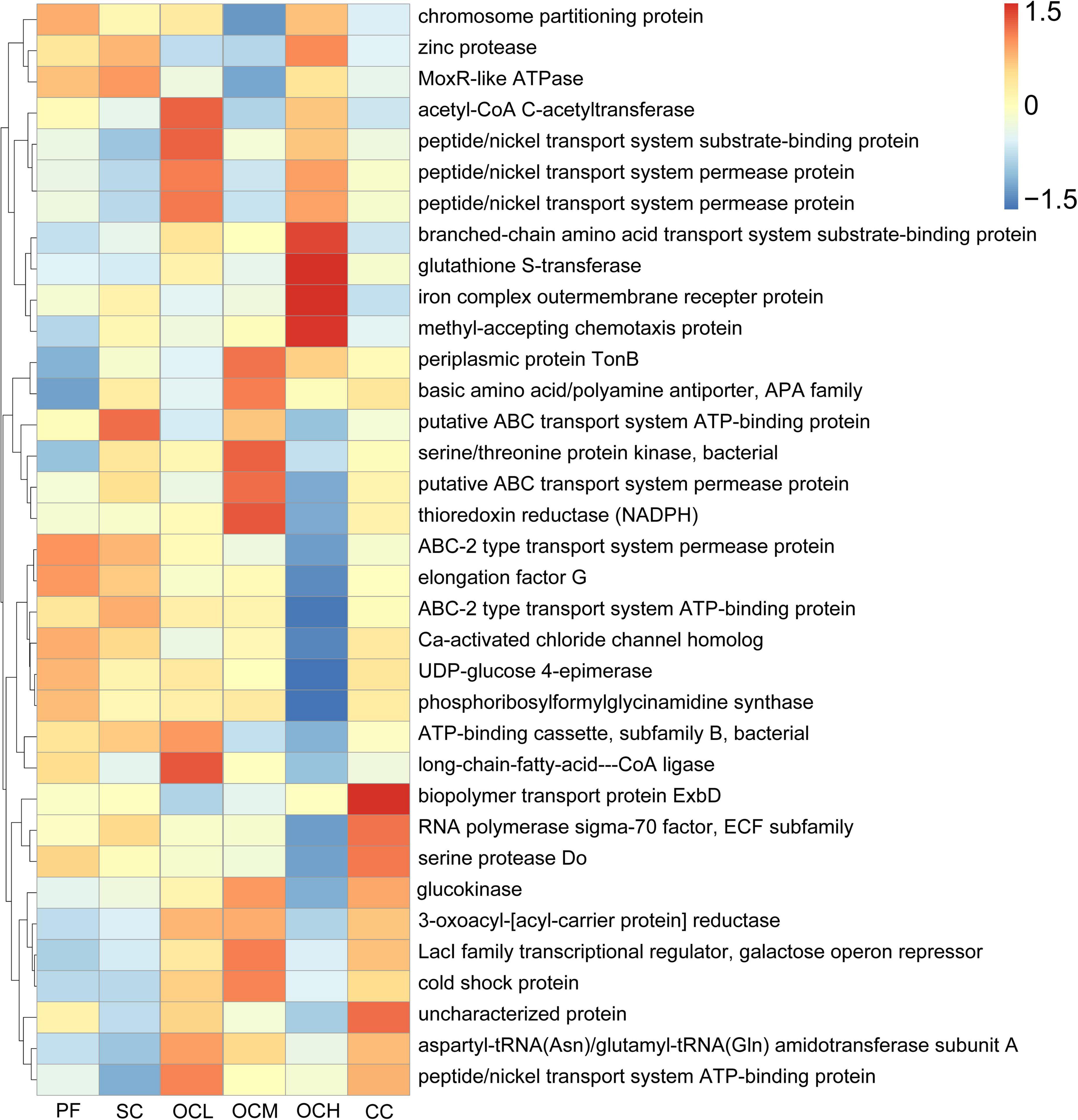 Heatmap displaying the expression levels of various proteins across different conditions, labeled PF, SC, OCL, OCM, OCH, and CC. Protein names are listed on the right, and color gradients from blue to red indicate expression levels, with blue for low and red for high. Color bar on the right shows values ranging from negative one point five to positive one point five. Dendrograms indicate clustering of similar expression patterns.