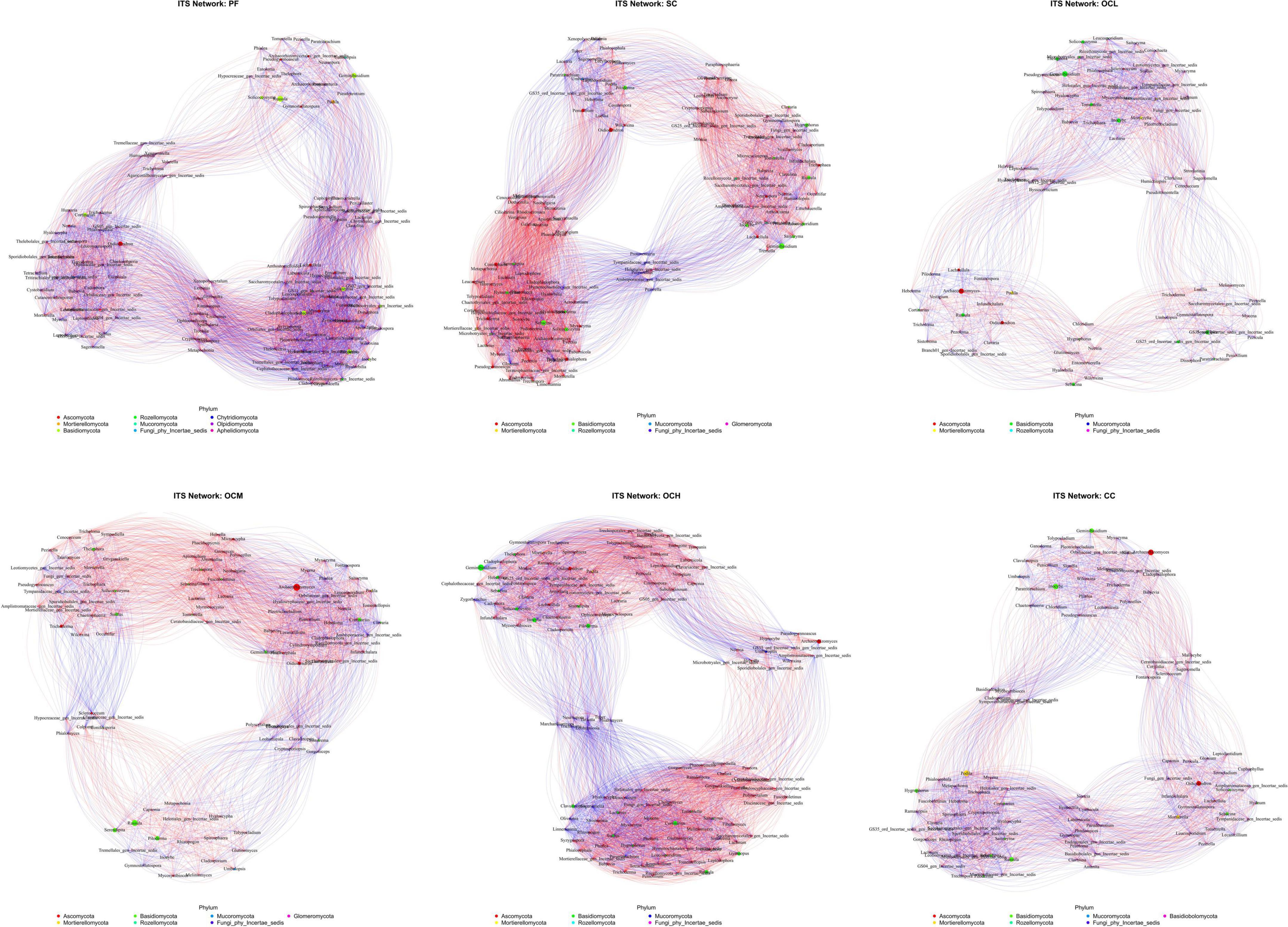 Six interconnected network graphs titled “ITS Network: RF,” “ITS Network: SC,” “ITS Network: DCL,” “ITS Network: DCM,” “ITS Network: OCH,” and “ITS Network: CC” showing nodes and colorful lines indicating relationships. Nodes are color-coded by phylum: Ascomycota in red, Basidiomycota in green, Chytridiomycota in blue, and Olpidiomycota as Fungi_SPP_unclass_zotab. Lines between nodes vary in color intensity, suggesting differing connection strengths. Each graph represents complex relationships, with distinct clusters interconnected through various pathways.