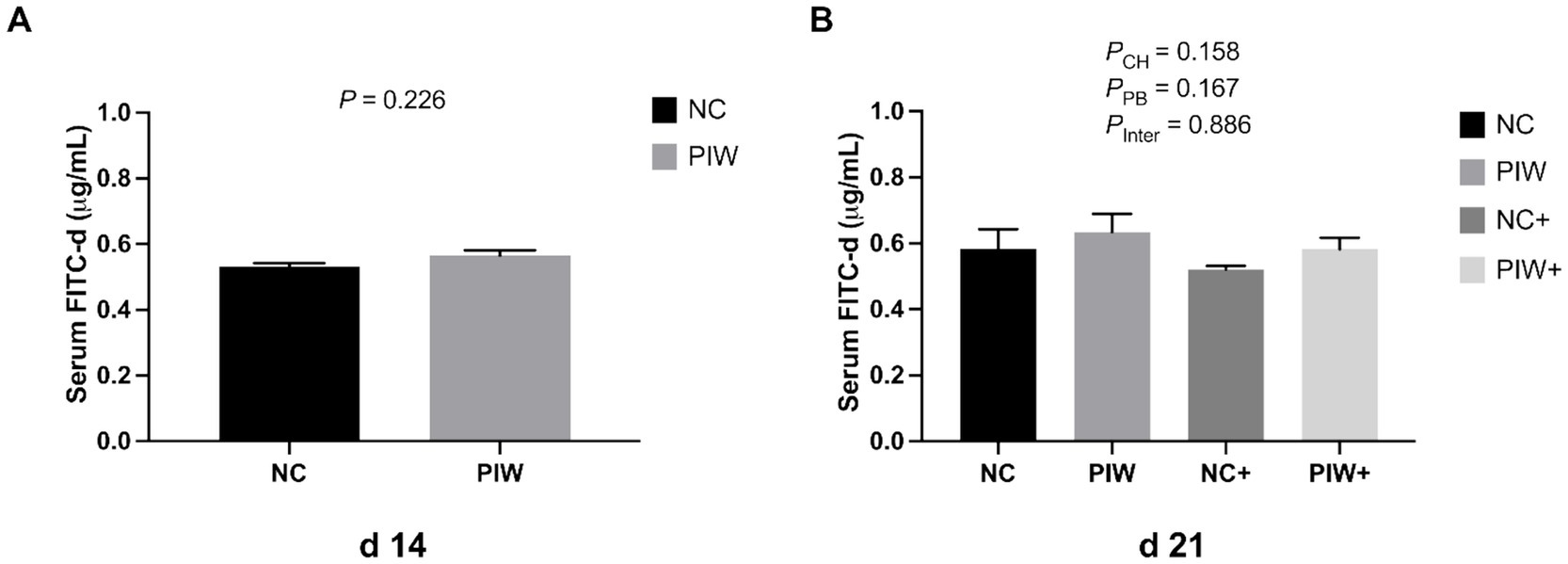 Bar graphs showing serum FITC-d concentrations in micrograms per milliliter. Graph A compares NC and PIW at day fourteen, with no significant difference, P equals 0.226. Graph B compares NC, PIW, NC+, and PIW+ at day twenty-one, with P values for P_CH, P_PB, and P_Inter at 0.158, 0.167, and 0.886, respectively. Error bars indicate variability.