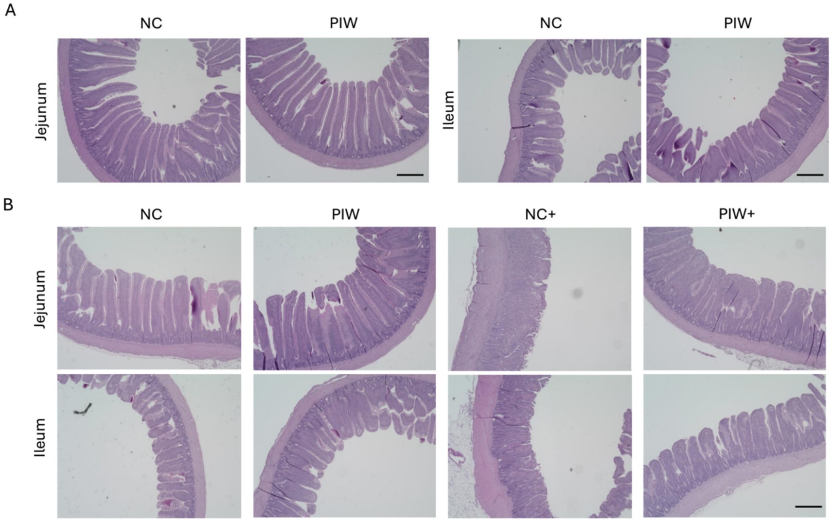 Histological images of the jejunum and ileum in two panels labeled A and B. Panel A shows two columns: NC and PIW, with sections of jejunum and ileum. Panel B contains four columns: NC, PIW, NC+, and PIW+, showing further sections of the jejunum and ileum. The tissue samples are stained and exhibit structural differences across the conditions.