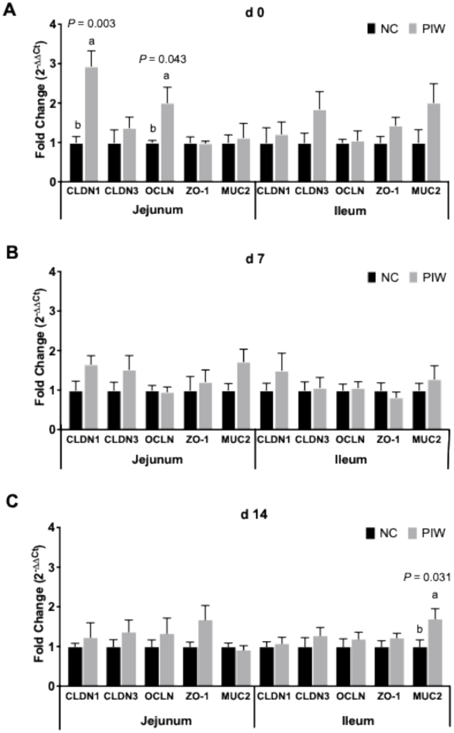 Bar graphs labeled A, B, and C show the fold change in gene expression for CLDN1, CLDN3, OCLN, ZO-1, and MUC2 in the jejunum and ileum at days 0, 7, and 14, comparing NC (black) and PIW (gray). Significant differences with p-values are noted above certain bars.