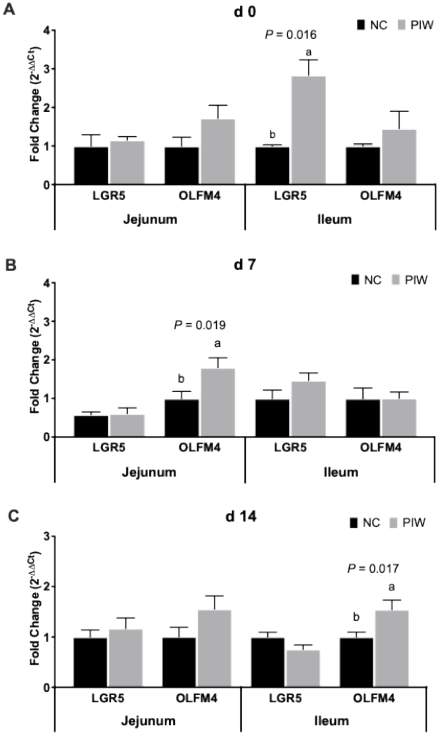 Bar charts labeled A, B, and C show the fold change of LGR5 and OLFM4 genes in the jejunum and ileum over days zero, seven, and fourteen. The charts compare two groups, NC and PIW, represented by black and gray bars, respectively. Significant differences are noted with p-values for LGR5 and OLFM4 in the ileum across different days.