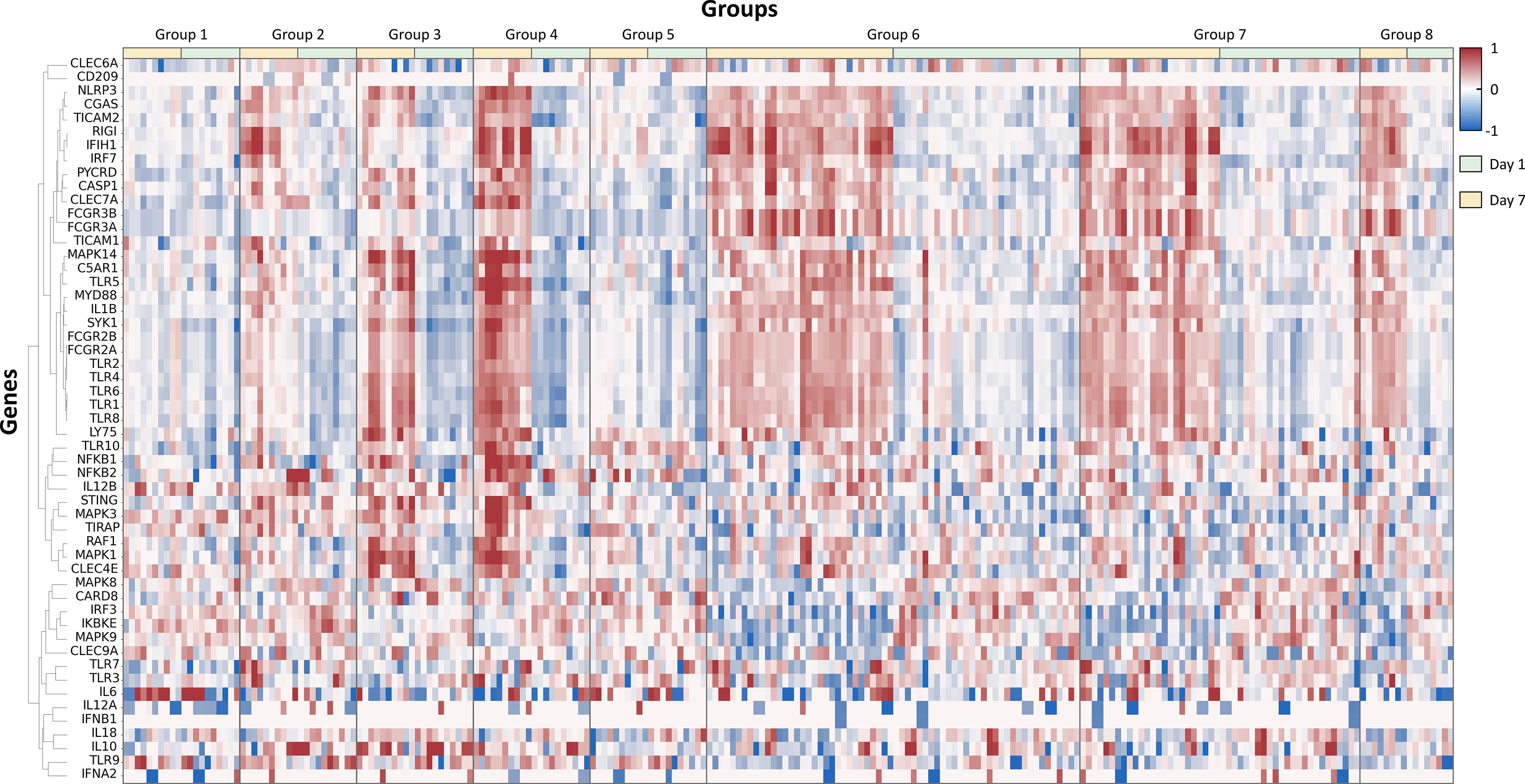 Heatmap displaying gene expression in eight groups. Genes are listed on the left, and color intensity varies from blue to red, indicating lower to higher expression levels. A color key at the top right represents expression values, and two time points, Day 1 and Day 7, are noted using different colors.