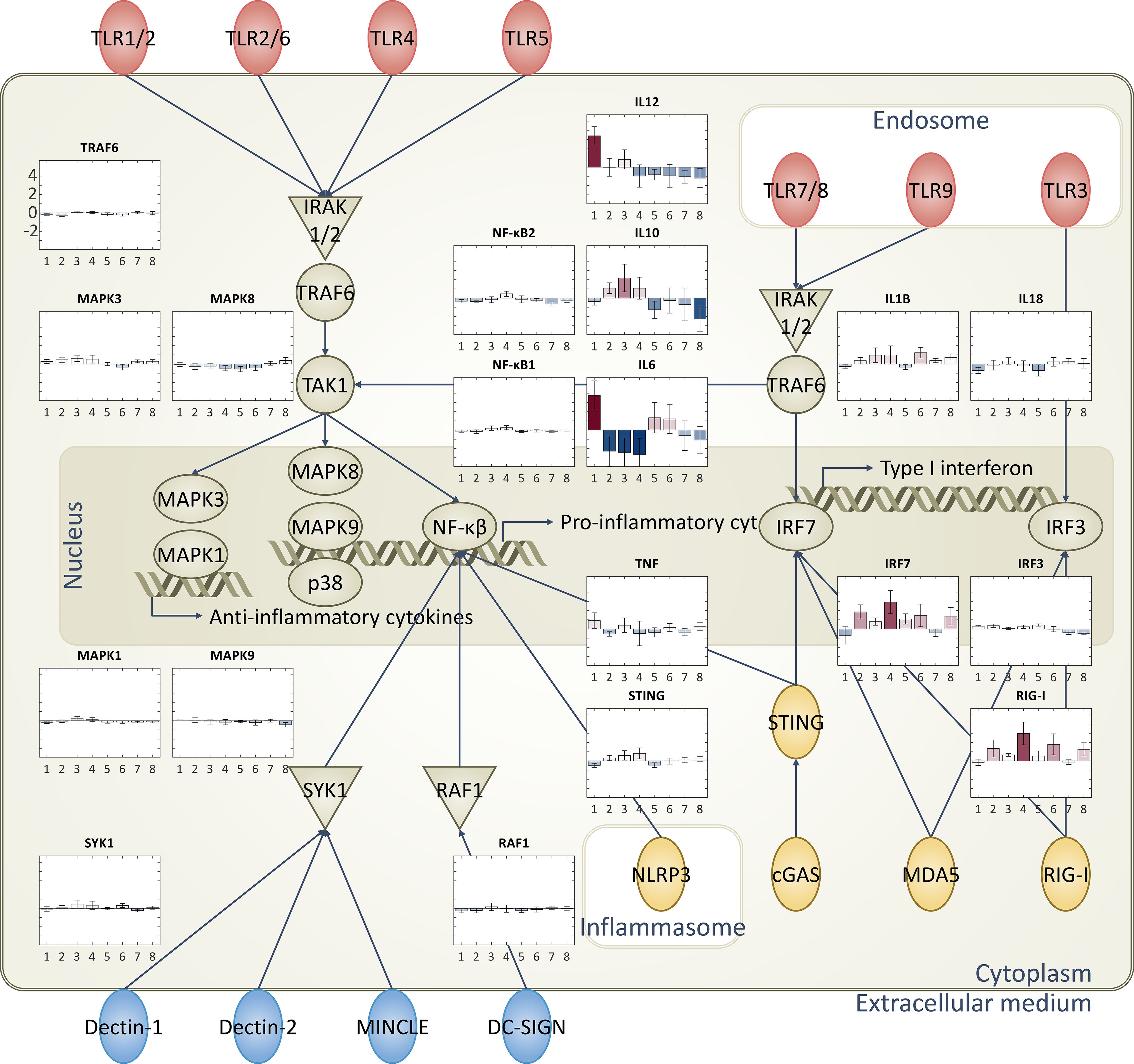 Diagram illustrating innate immune signaling pathways related to toll-like receptors (TLRs), cytosolic pattern recognition receptors, and C-type lectin receptors. Charts display expression data linked to each element. Pathways culminate in cytokine and interferon production.