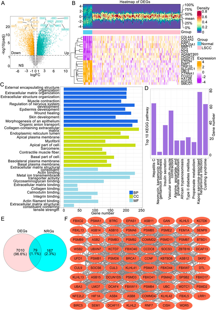 The image contains six panels depicting genetic and biological data analysis. Panel A shows a volcano plot of gene expression, differentiating upregulated and downregulated genes. Panel B is a heatmap displaying differential expression of genes (DEGs) between normal and LSCC groups. Panel C presents a bar chart categorizing genes by biological process (BP), cellular component (CC), and molecular function (MF). Panel D illustrates a bar graph of the top 10 KEGG pathways by gene count. Panel E features a Venn diagram comparing DEGs and NRGs. Panel F is a network diagram showing interactions between specific genes.