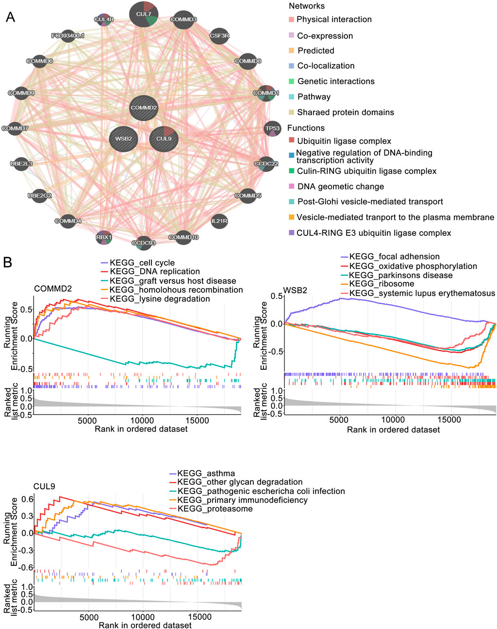 Diagram A shows a network analysis of protein interactions, with various nodes representing proteins connected by color-coded lines indicating different interaction types, such as physical interaction and co-expression. Diagram B presents enrichment plots for three proteins: COMM2, WSB2, and CUL9, depicting KEGG pathways such as cell cycle, DNA replication, and focal adhesion, with graphs illustrating the running enrichment score against rank order in a dataset.