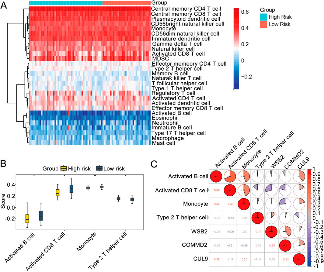 Heatmap analysis of immune cells across high and low-risk groups, with high risk in red and low risk in blue. Box plots (B) show score distributions for activated B cells, CD8 T cells, monocytes, and Type 2 T helper cells in high and low-risk groups. Correlation matrix (C) illustrates relationships among immune cell types and genes WSB2, COMMD2, and CUL9, with positive correlations in red and negative in blue.
