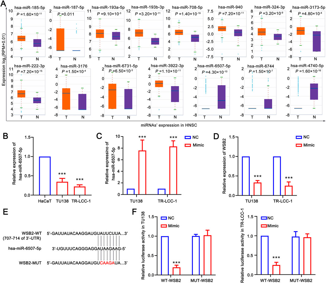 Nine-panel image showing box plots and bar graphs related to miRNA expression in HNSC. Panel A displays miRNA expression in tumor (T) and normal (N) samples with significant p-values. Panels B, C, and D present bar graphs comparing relative expressions of specific miRNAs and WSB2 in different cell lines with NC and Mimic groups. Panel E shows the sequence alignment of WSB2-WT, hsa-miR-6507-5p, and WSB2-MUT. Panel F contains bar graphs of relative luciferase activity in different constructs and cell lines, with statistical significance indicated by asterisks.
