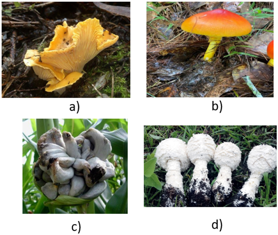 Four segmented images of different mushrooms. Image a: a yellow mushroom with ruffled edges growing on soil. Image b: a shiny, red and yellow mushroom on forest floor. Image c: a cluster of grey, bulbous mushrooms among green leaves. Image d: four white spherical mushrooms with textured caps and dirt-covered stems lying on grass.