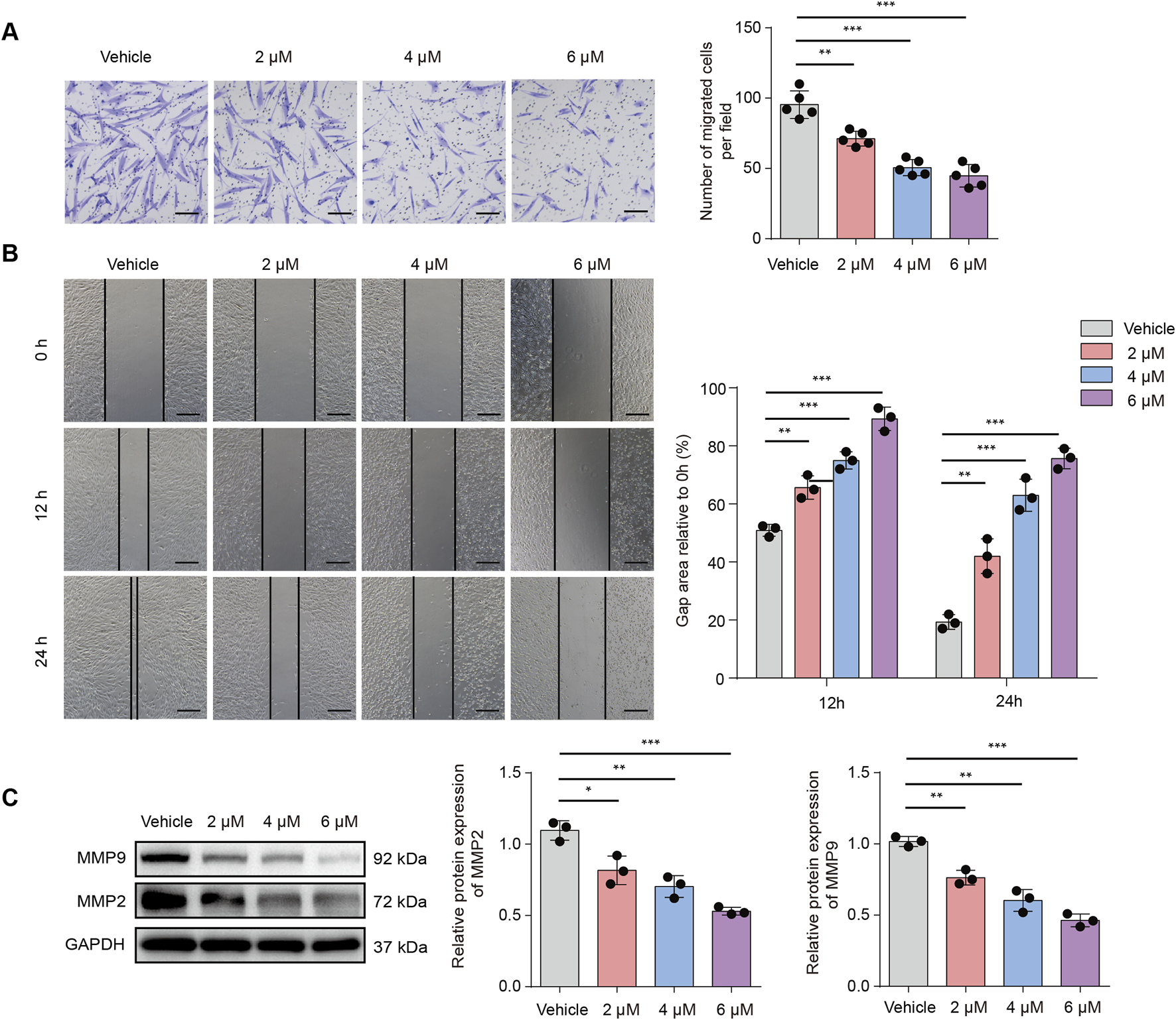 Graphs and images display experimental results on cell migration and protein expression at varying concentrations (Vehicle, 2 µM, 4 µM, 6 µM). Panel A shows cell staining images and a bar graph with the number of migrated cells. Panel B presents a wound healing assay at 0, 12, and 24 hours with gap area analysis. Panel C illustrates Western blot results for MMP9 and MMP2 expression levels compared to GAPDH, with associated bar graphs. Statistical significance is indicated by asterisks.