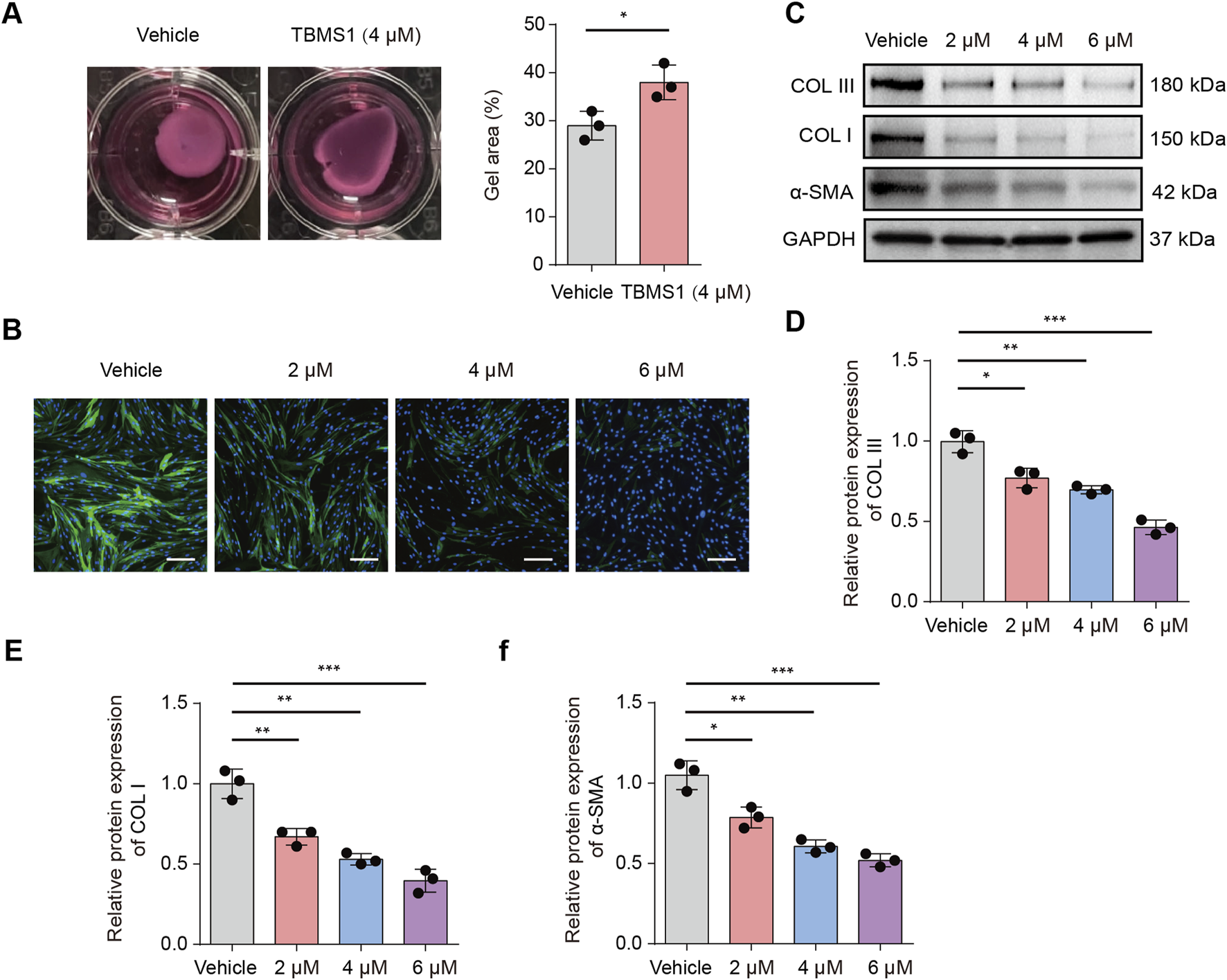 Experimental results showing the effects of TBMS1 on cells. Panel A shows gels treated with Vehicle vs. TBMS1 (4 μM) with a graph indicating increased gel contraction. Panel B displays fluorescence microscopy images of cells treated with Vehicle, 2 μM, 4 μM, and 6 μM TBMS1, showing changes in cell density and structure. Panel C presents Western blot analysis of COL III, COL I, α-SMA, and GAPDH expression across treatments. Panels D, E, and F contain bar graphs of relative protein expression of COL III, COL I, and α-SMA, respectively, demonstrating significant decreases with higher concentrations of TBMS1.