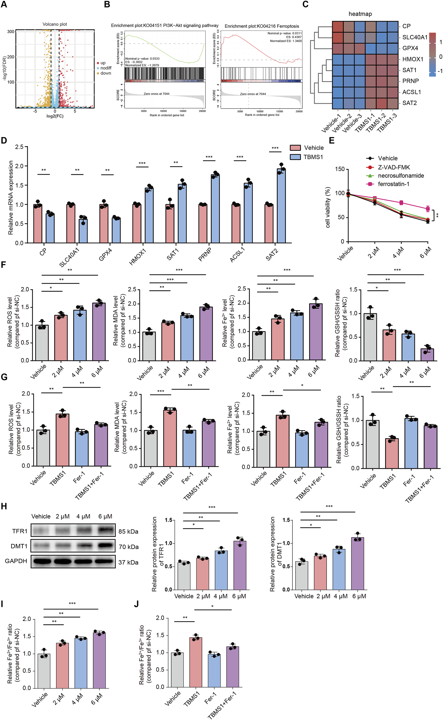 The image contains multiple scientific panels: A) A volcano plot showing gene expression changes, with genes upregulated and downregulated indicated. B) Two enrichment plots, one for the PI3K-Akt signaling pathway and another for ferroptosis. C) A heatmap illustrating expression levels of various genes under different conditions.D) Bar graphs comparing the relative mRNA expression of several genes between vehicle and TBMS1 treatments.E) A line graph showing cell viability with different treatments.F, G) Bar graphs showing relative levels of reactive oxygen species, malondialdehyde, and other biochemical markers across different treatments.H) Western blot images for TFR1 and DMT1 proteins with corresponding bar graphs of relative protein expression.I, J) Bar graphs comparing Fe2+/Fe3+ ratios under various conditions.