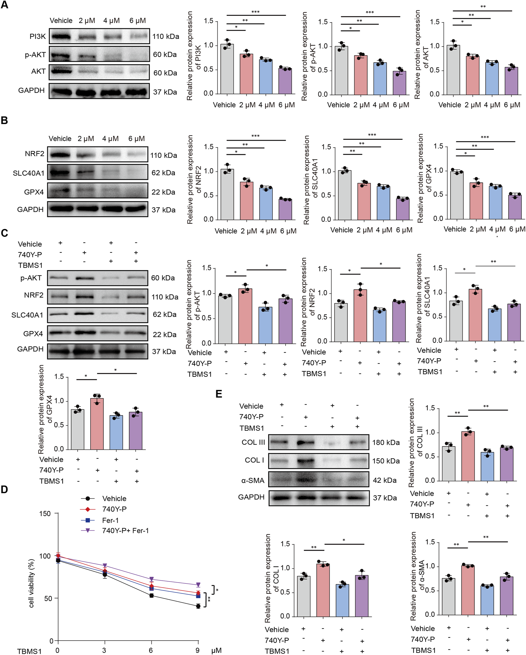 Western blot and bar graph images show the effects of various treatments on protein expressions and cell viability. Panels A and B compare different concentrations of a vehicle on PI3K, p-AKT, NRF2, SLC40A1, and GPX4. Panel C shows the effects of 740Y-P and TBMS1 on p-AKT, NRF2, SLC40A1, and GPX4. Panel D illustrates cell viability percentages across different TBMS1 concentrations. Panel E examines the effects on COL III, COL I, and α-SMA with treatment variations. Statistical significance is indicated by asterisks.