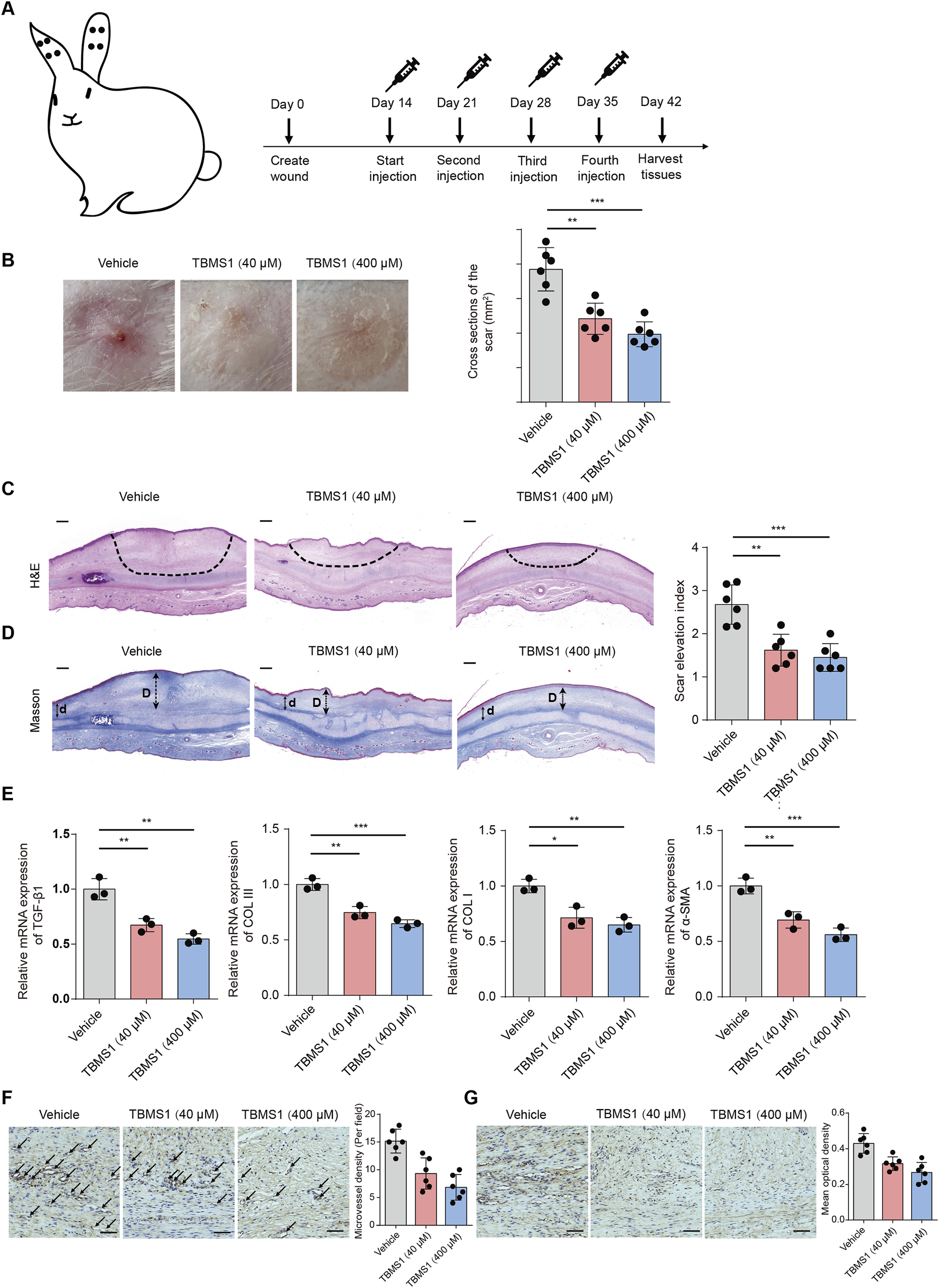 Diagram detailing a rabbit model for wound healing with TBMS1 treatment. Panel A shows the timeline of injections and tissue harvest. Panel B compares scar cross-sections under different conditions, with a graph indicating significant differences. Panel C displays H&E stained tissue sections, showing scar elevation indexes. Panel D illustrates Masson-stained tissue sections comparing id and d tissues. Panel E presents mRNA expression levels of TGF-β1, COL1, and α-SMA with corresponding bar graphs. Panels F and G show immunohistochemistry results for microvessel density and collagen deposition, each with comparative graphs. Statistical significance is noted with asterisks.