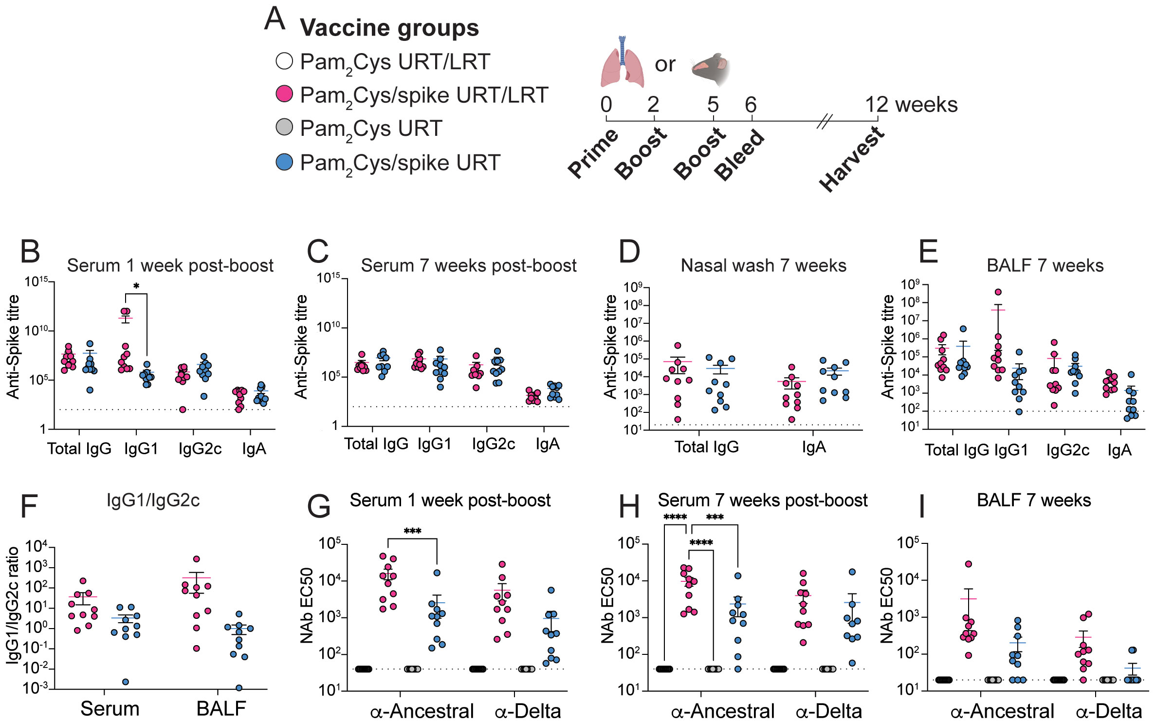 Graphical representation of vaccine study results, comparing Pam2Cys adjuvanted spike vaccines delivered to the upper-and lower respiratory tract or upper respiratory tract only. There are multiple scatter plots with data points representing anti-Spike titres and neutralizing antibody EC fifty levels for different vaccine groups over various timelines. Graph A shows vaccine groups: Pam₂Cys combinations. Graphs B and C show serum anti-Spike titres one and seven weeks post-boost. Graphs D and E display nasal wash and BALF titres at seven weeks. Graph F shows IgG1/IgG2c ratios, and graphs G to I depict neutralizing antibody EC fifty levels post-boost against ancestral and Delta variants. Statistical significance is highlighted with asterisks.