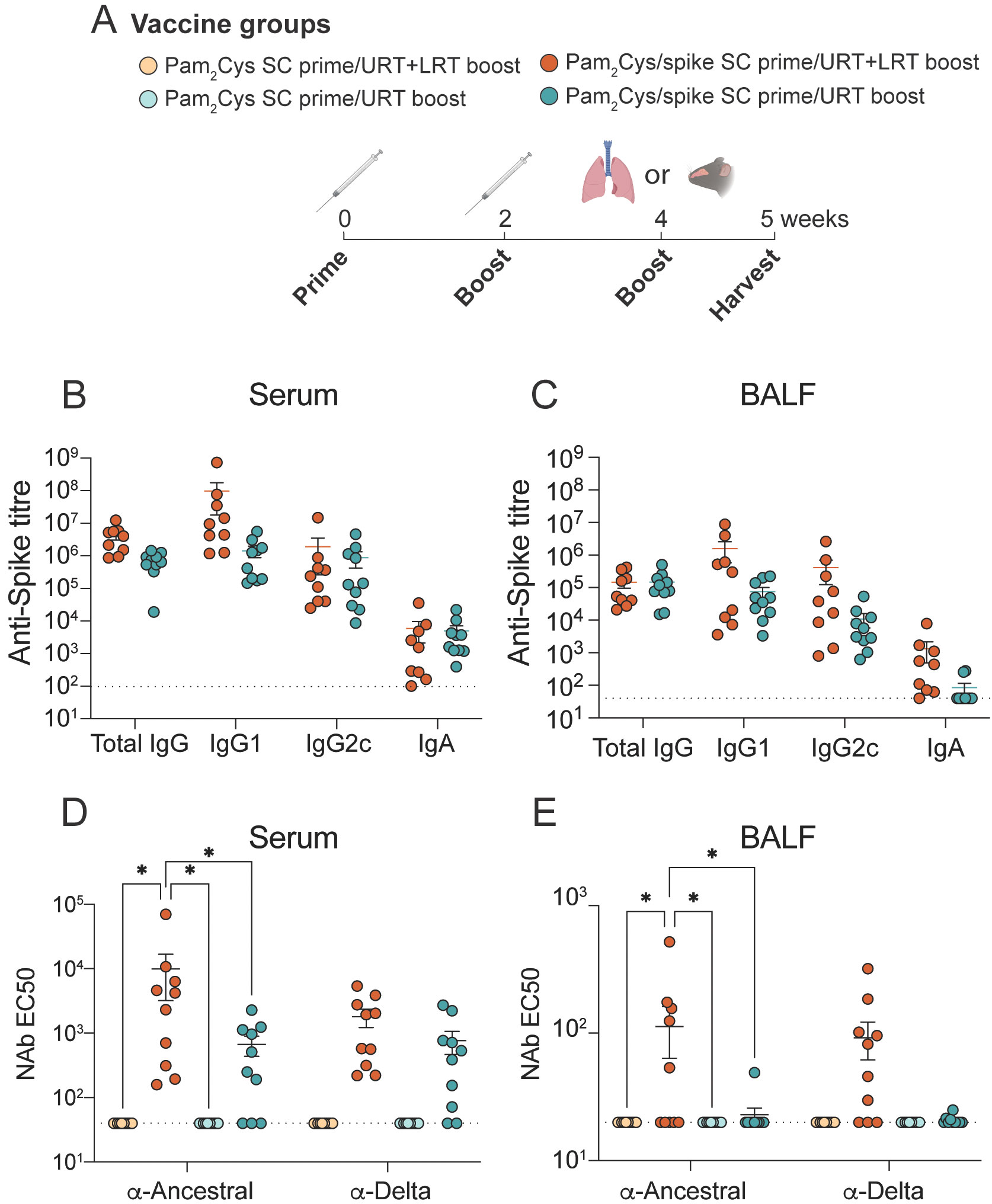 Figure illustrating differences in humoral immune response generated by upper-respiratory tract-only immunisation versus upper- and lower-respiratory tract immunisation. Section A shows four groups with different vaccination strategies over five weeks. Graphs B and C compare anti-Spike titers in serum and BALF for total IgG, IgG1, IgG2c, and IgA, showing varied immune responses. Graphs D and E show neutralizing antibody EC50 against Ancestral and Delta variants in serum and BALF, with significant differences marked by asterisks.
